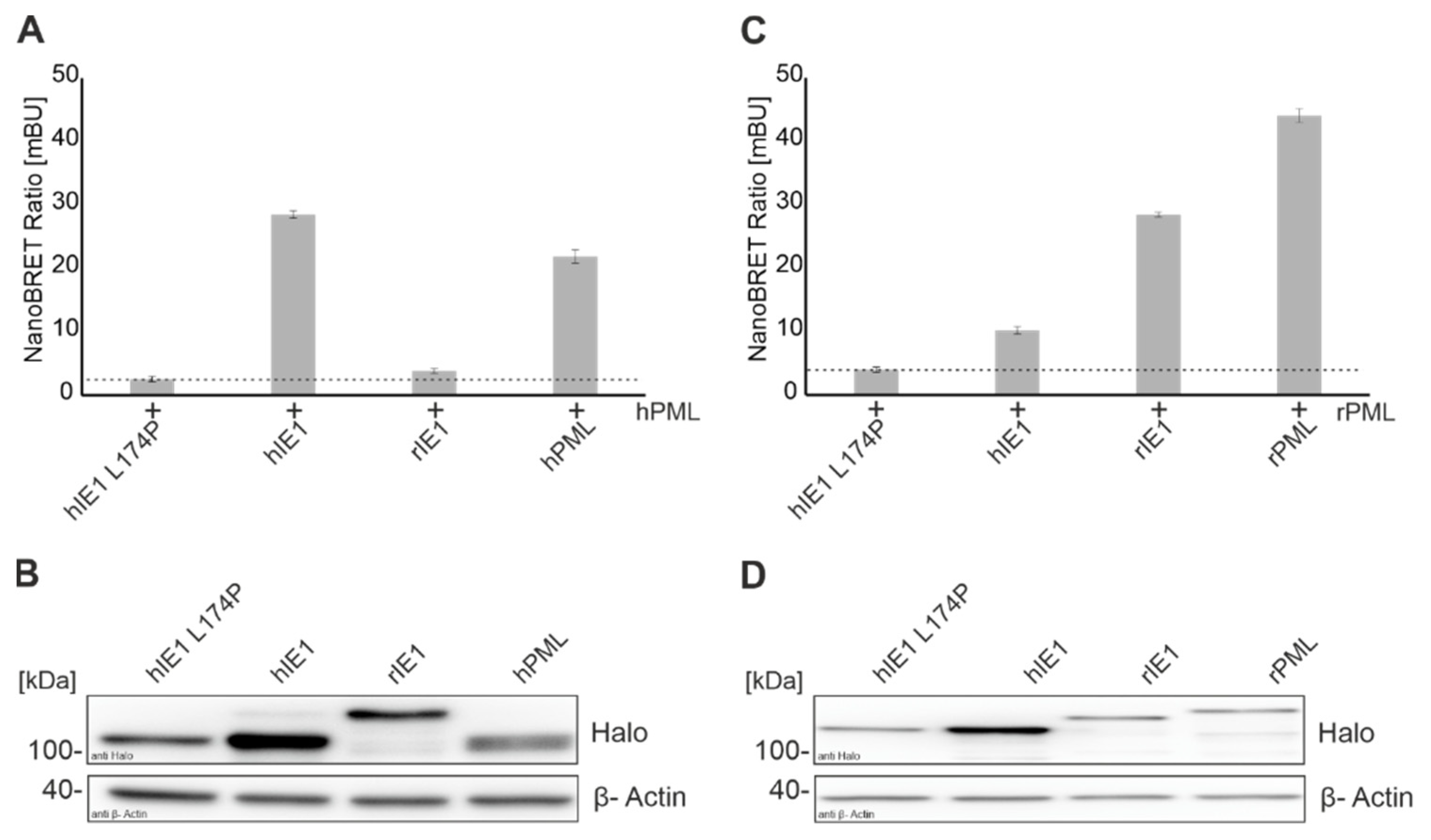Viruses 14 01626 g001
