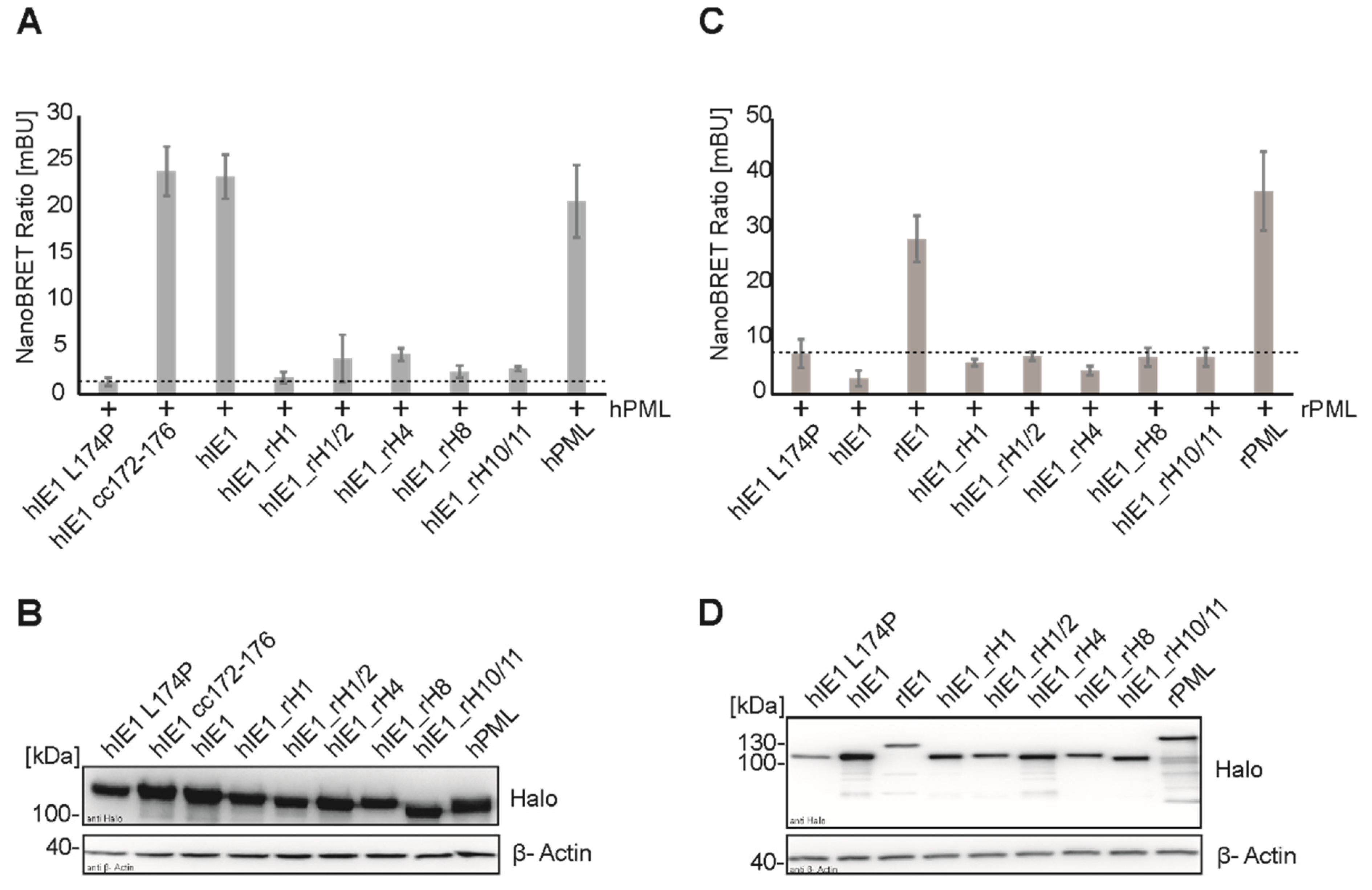 Viruses 14 01626 g003
