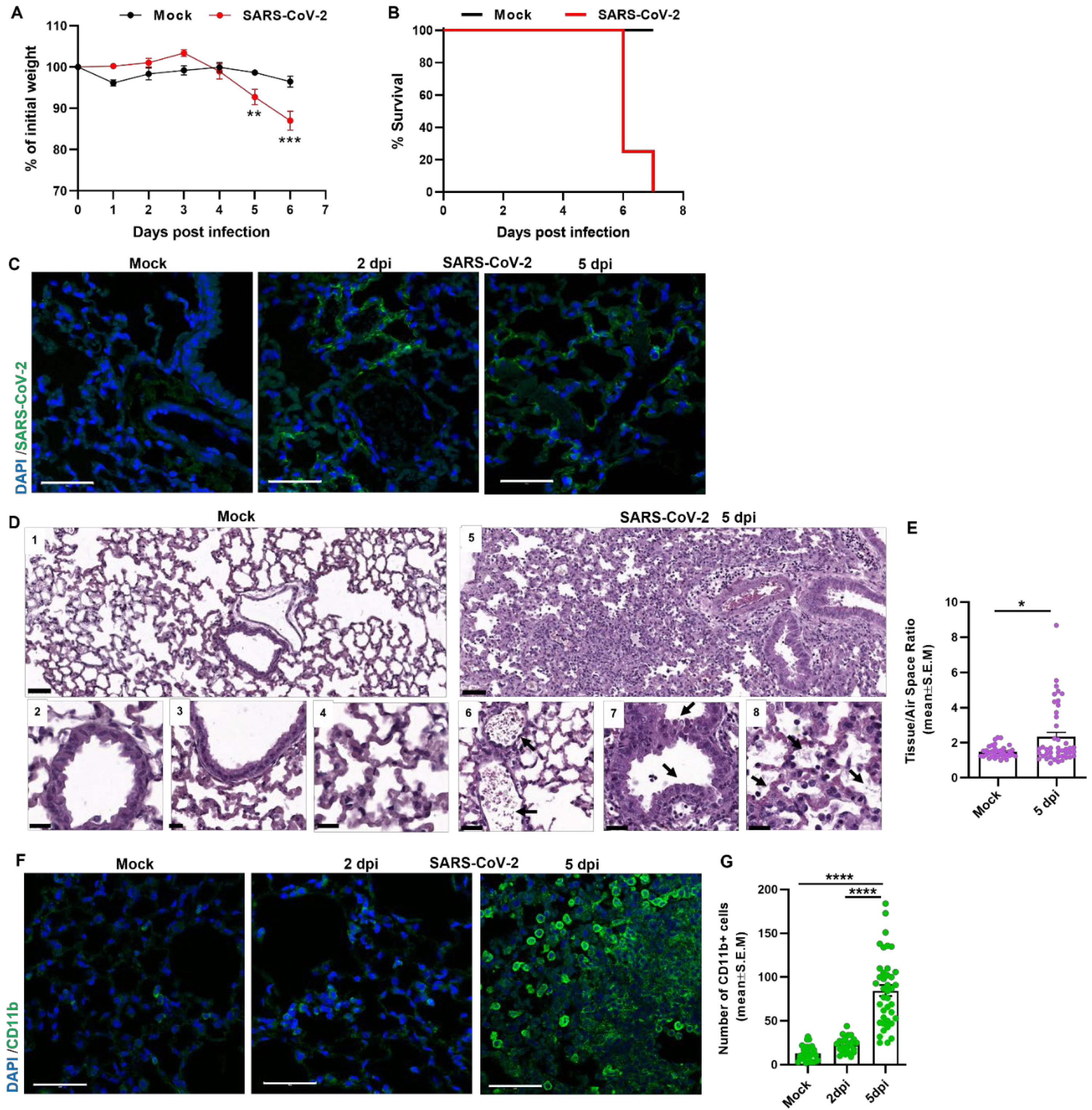 Viruses 14 01627 g001