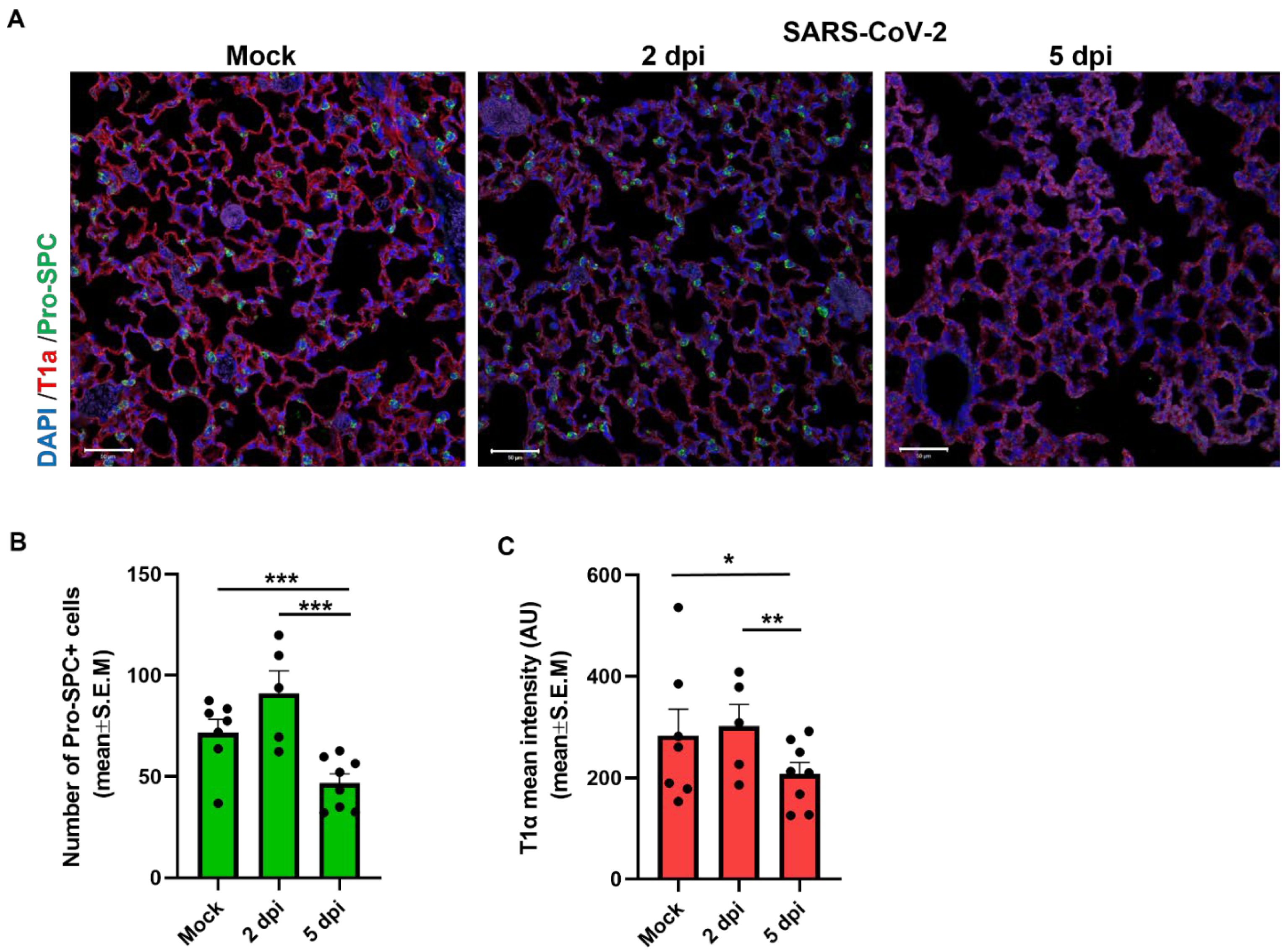 Viruses 14 01627 g002