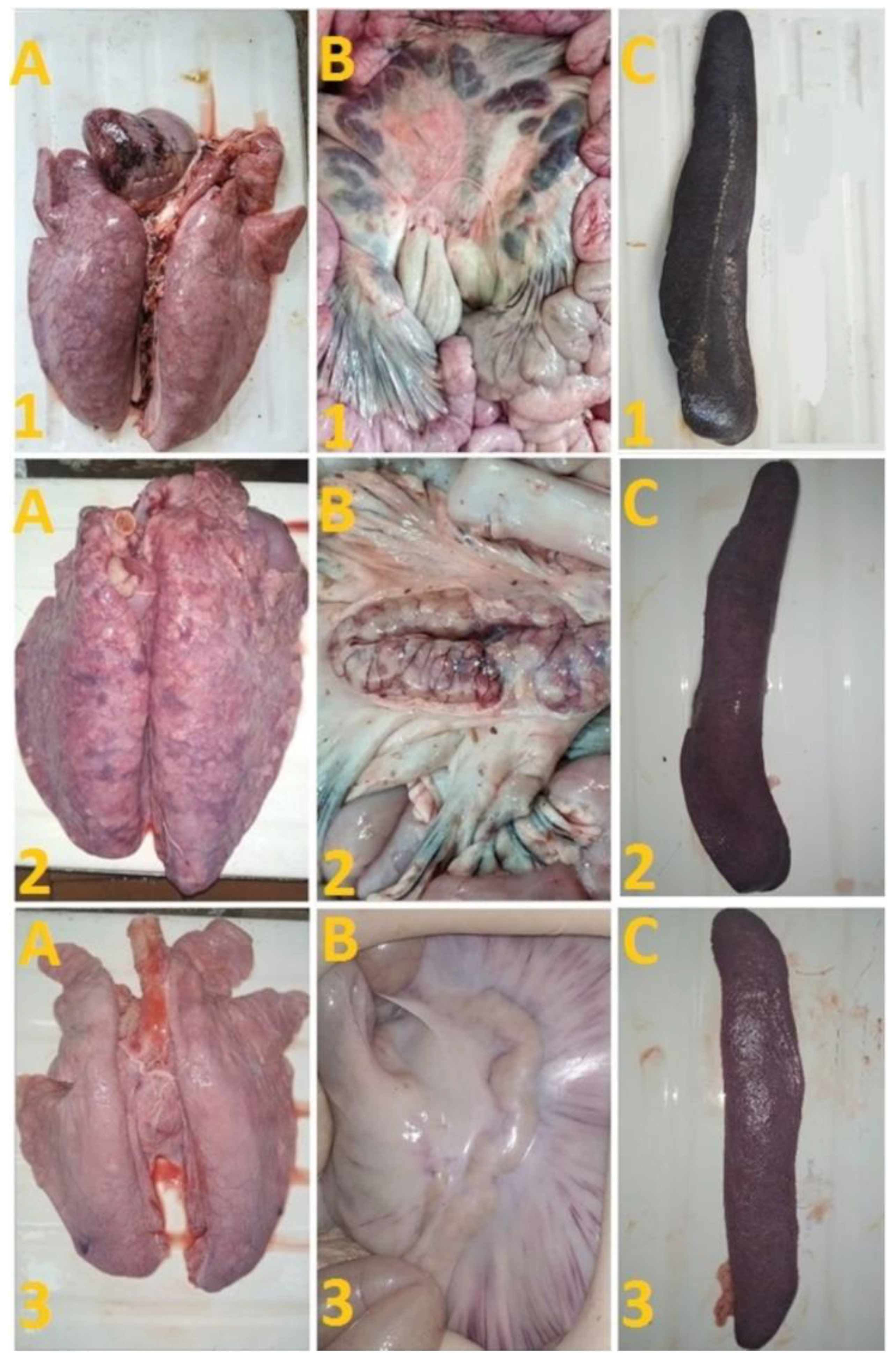 Viruses 14 01630 g006