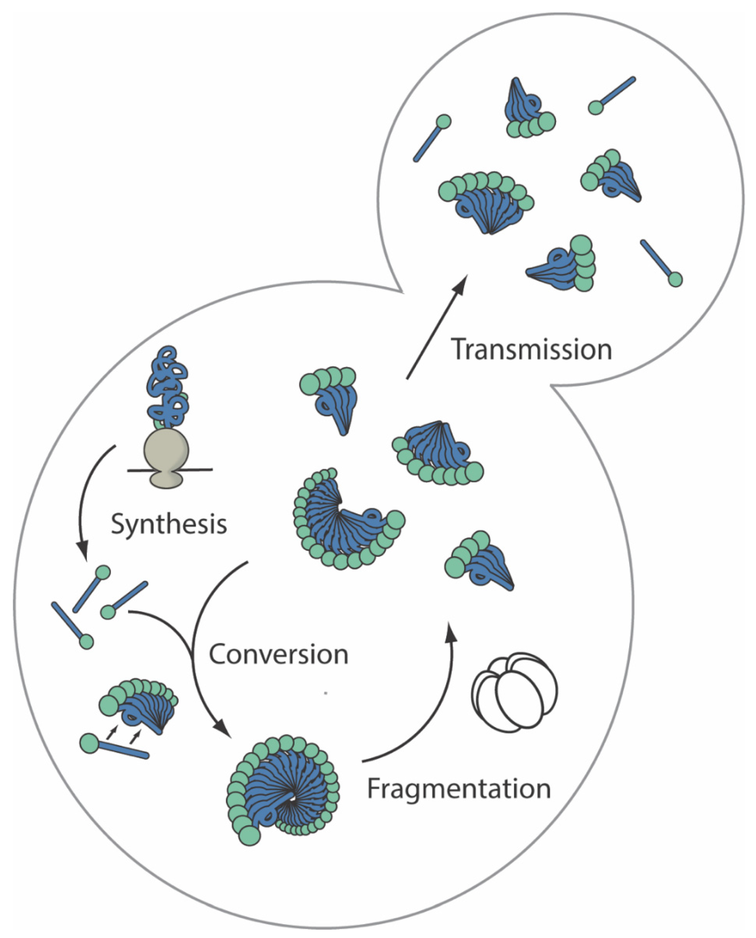Viruses 14 01635 g002