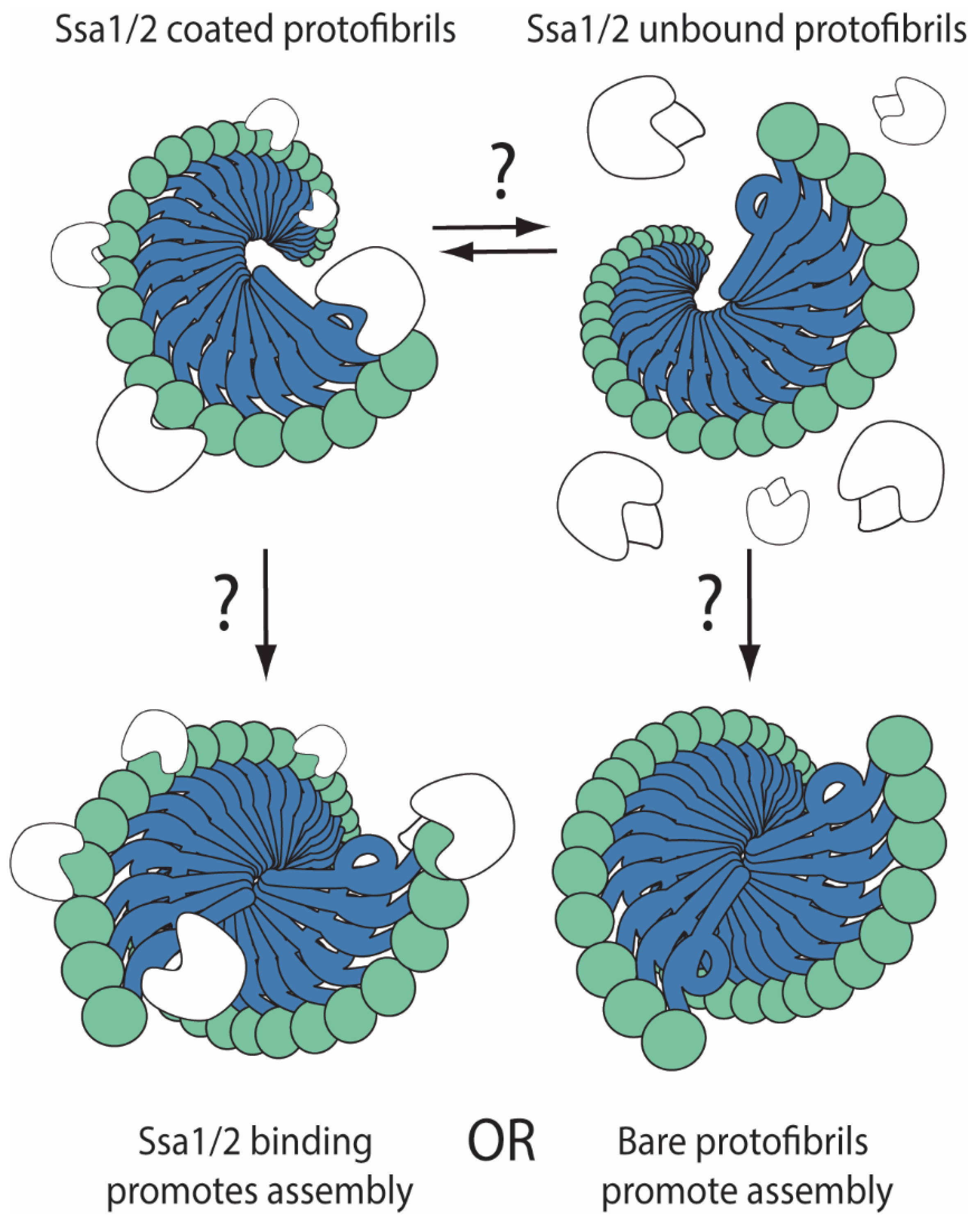 Viruses 14 01635 g003
