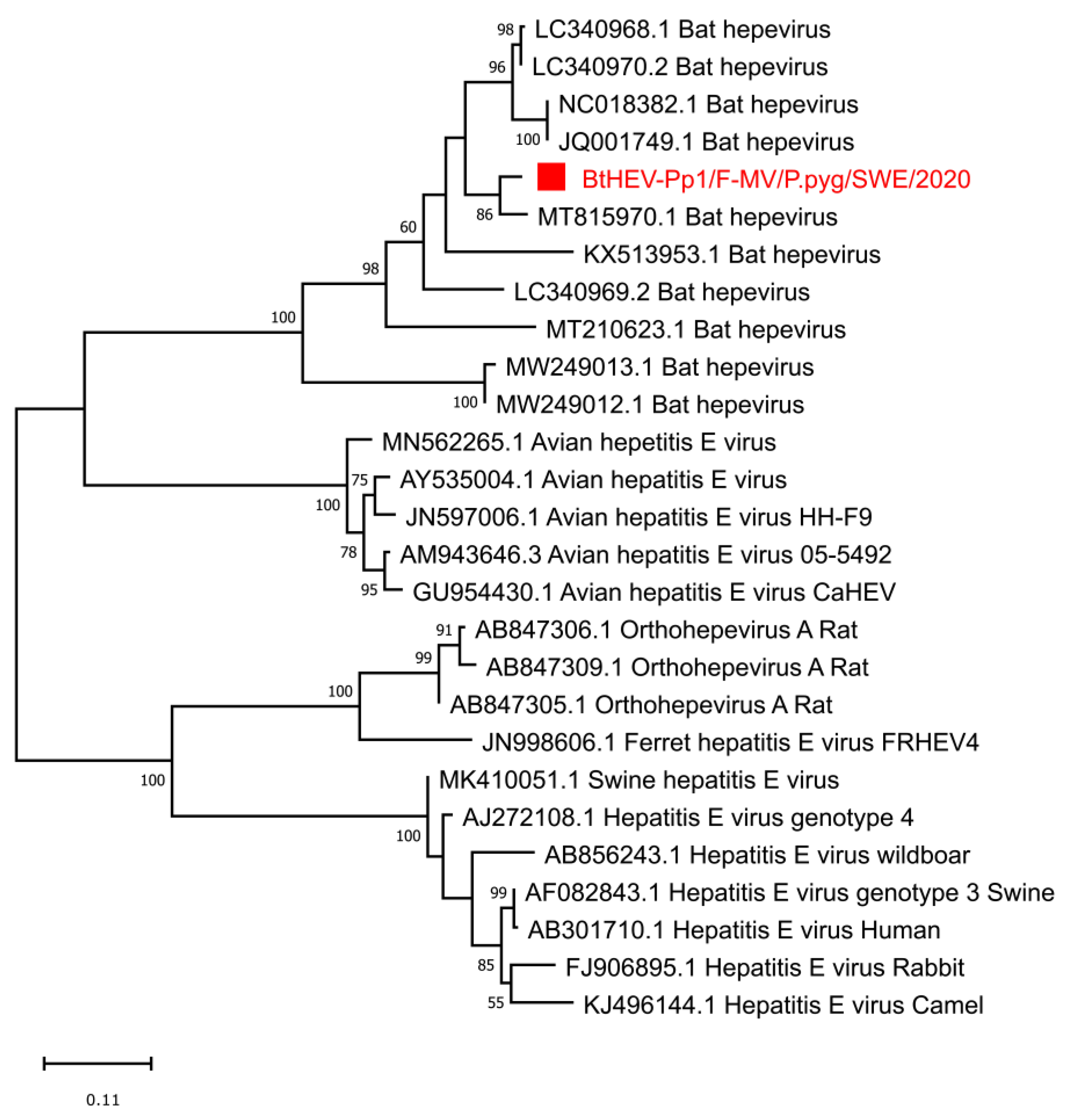 Viruses 14 01654 g005