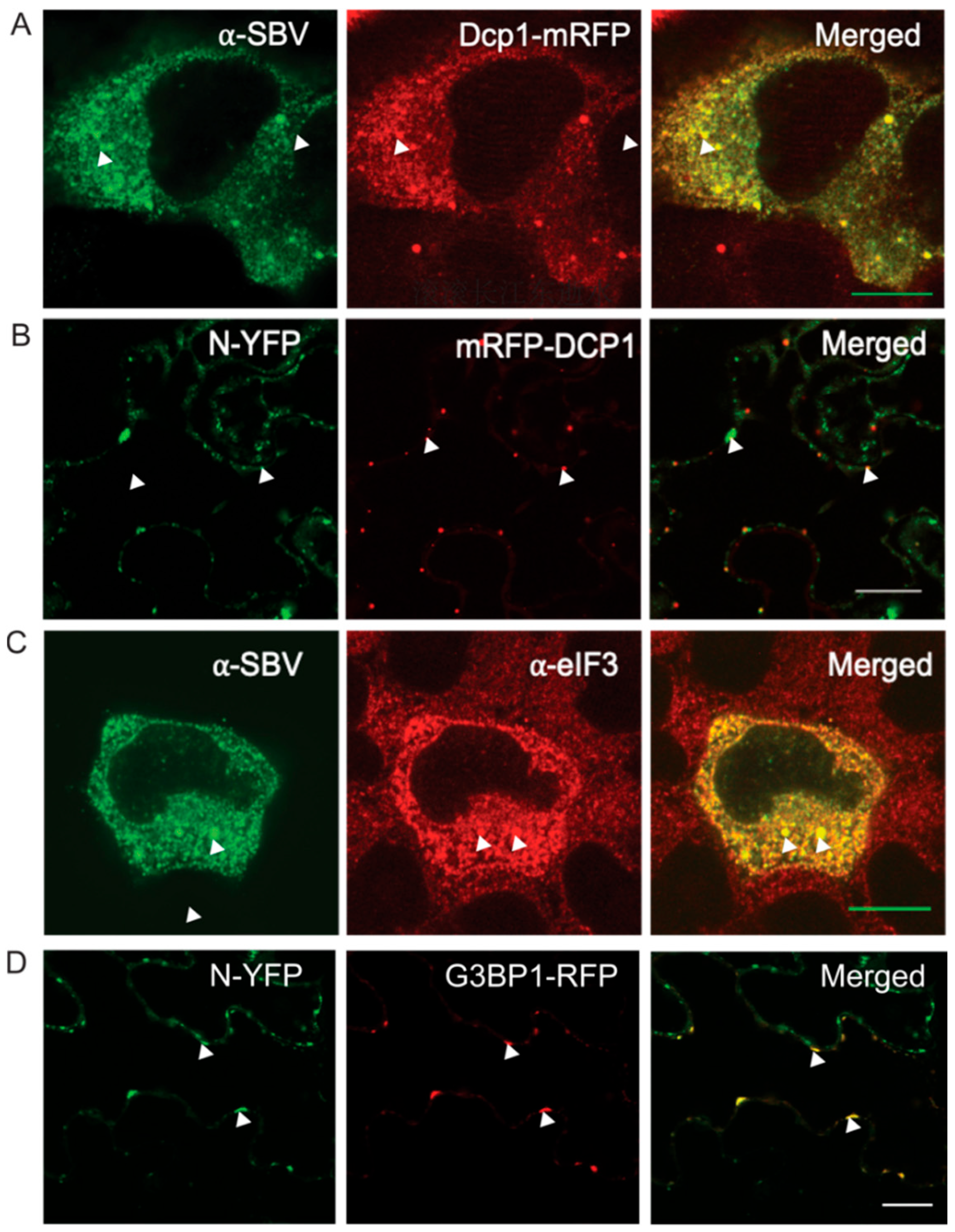 Viruses 14 01679 g002