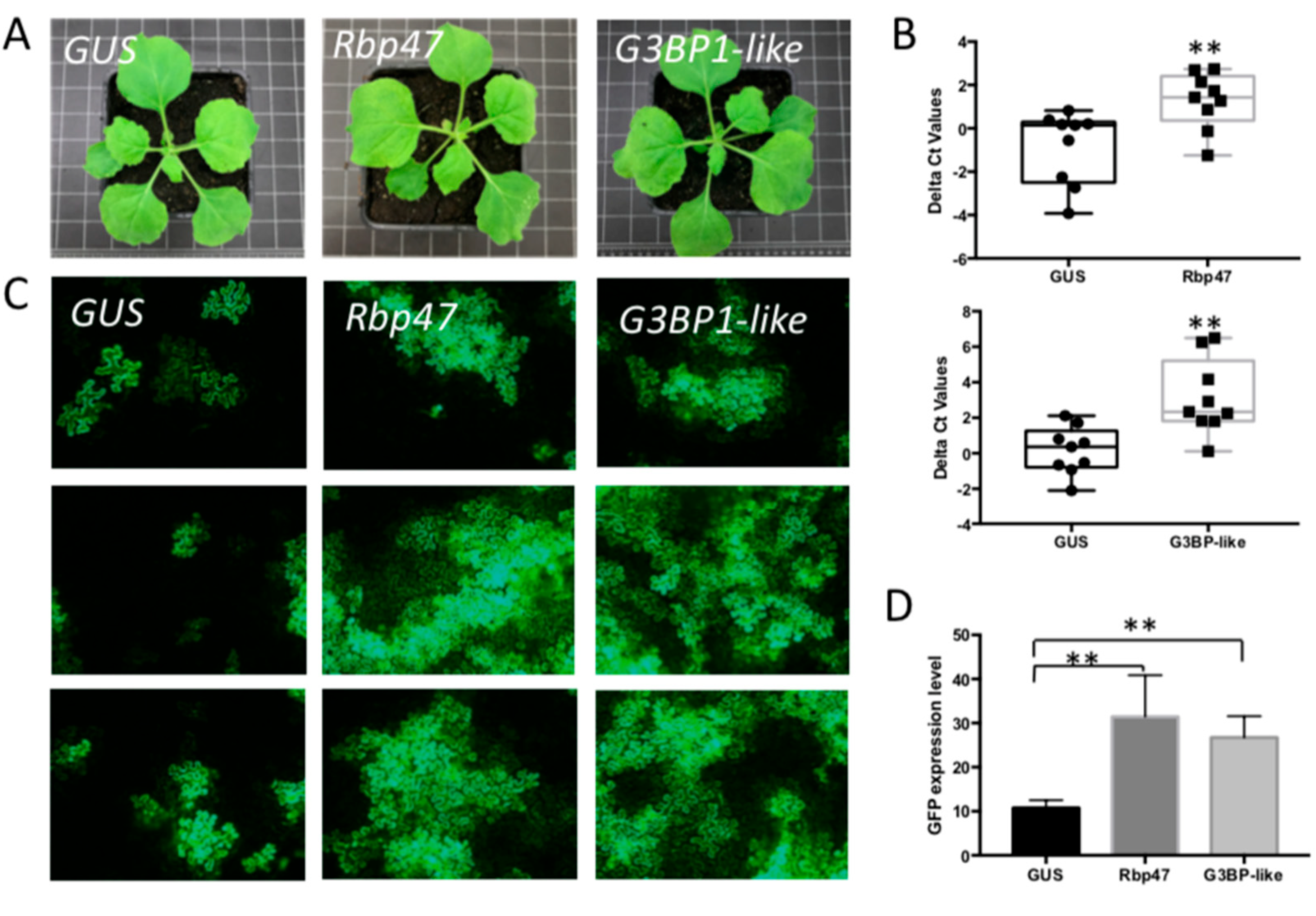 Viruses 14 01679 g005