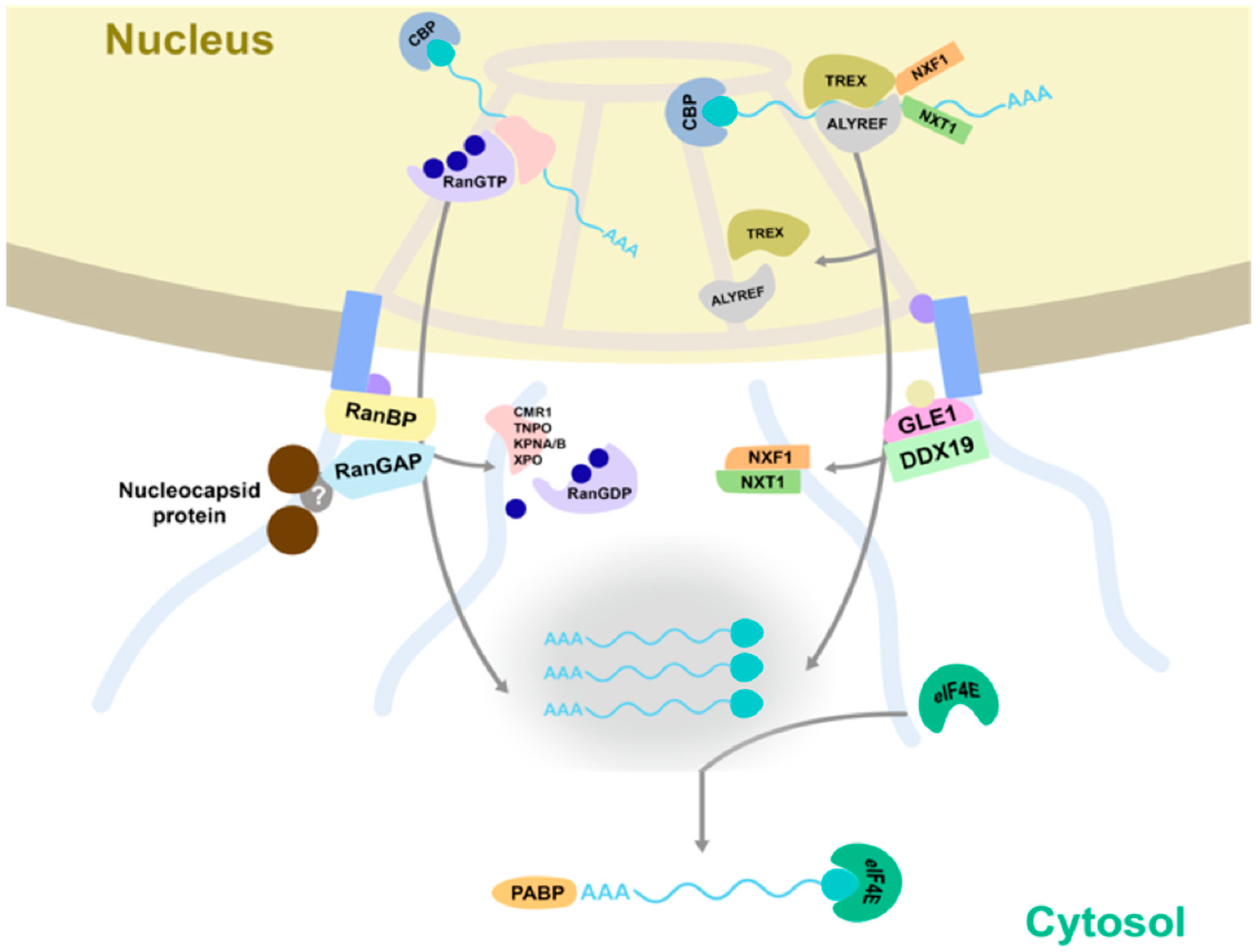 Viruses 14 01679 g010
