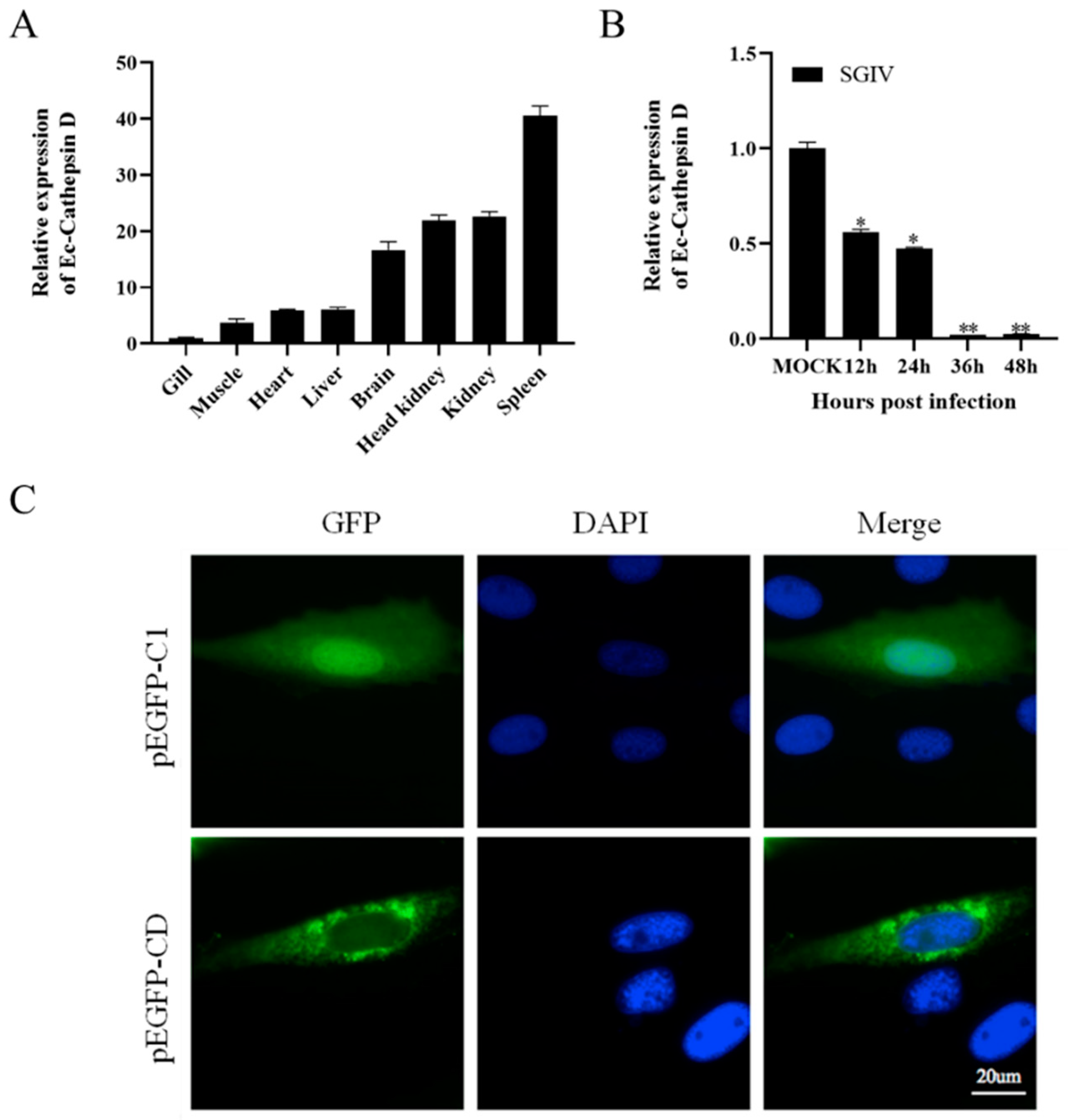Viruses 14 01680 g001