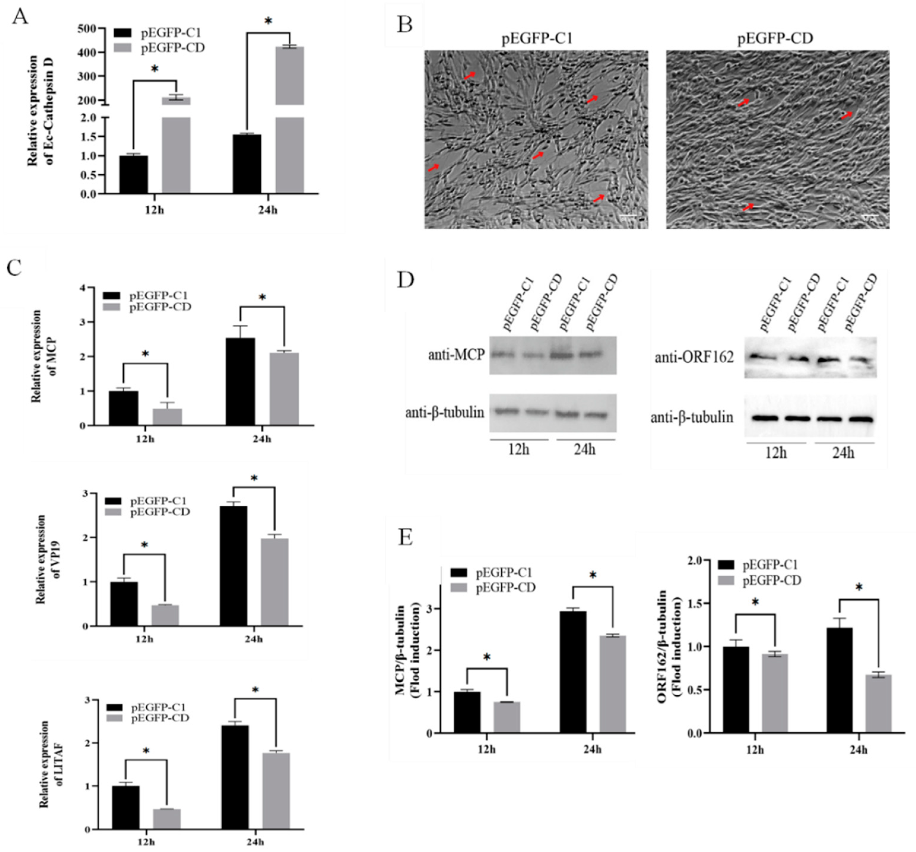 Viruses 14 01680 g002