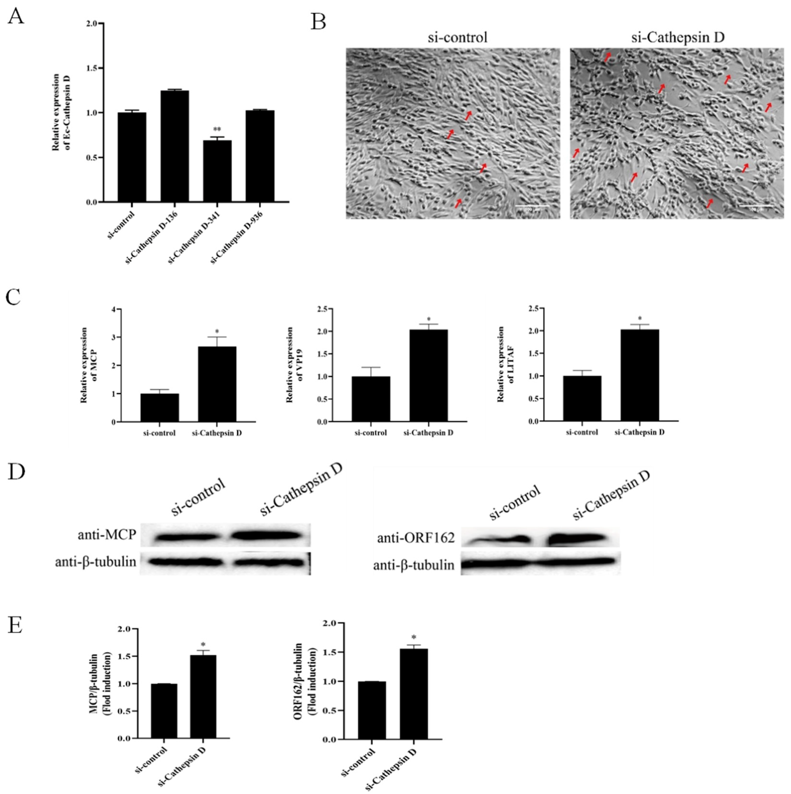 Viruses 14 01680 g005
