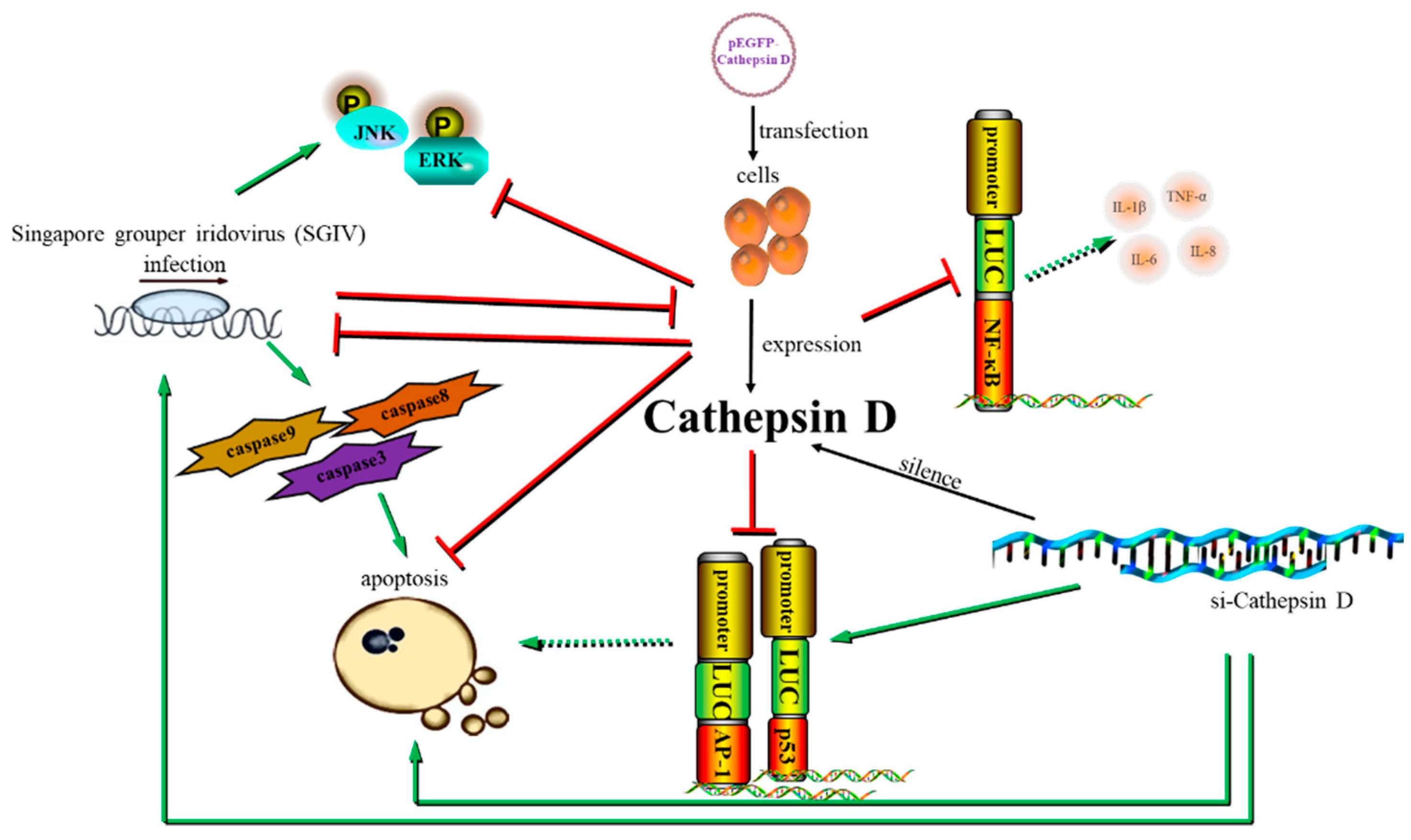 Viruses 14 01680 g008