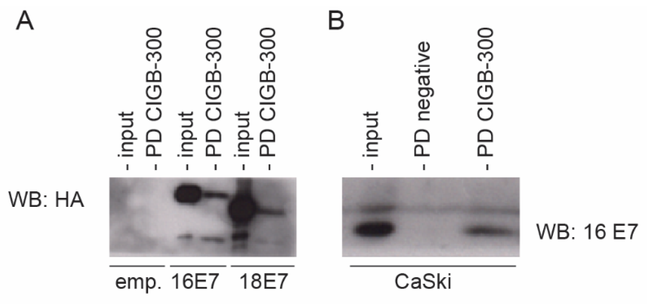 Viruses 14 01681 g002