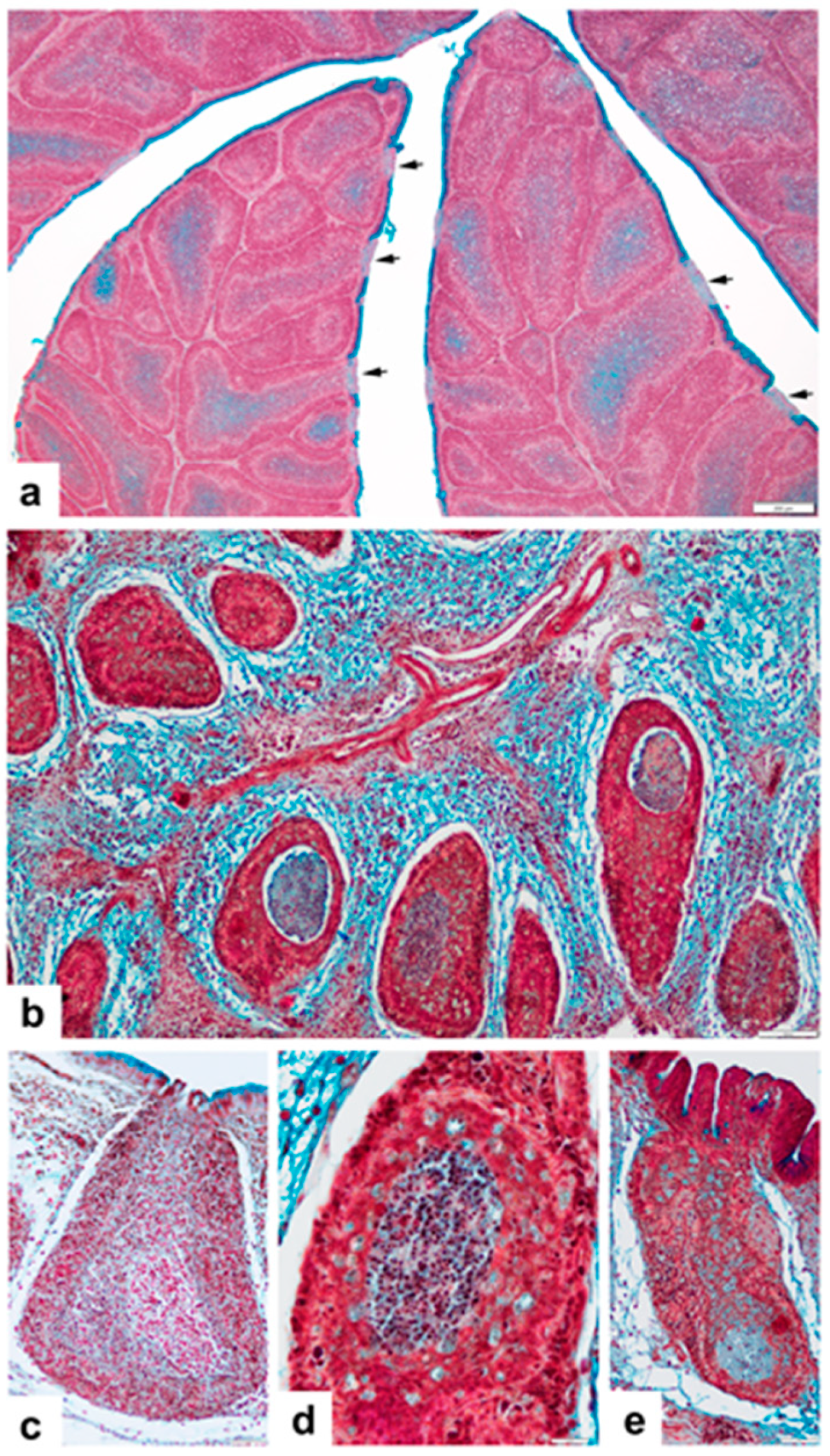 Viruses 14 01689 g002 Viruses 14 01689 g002