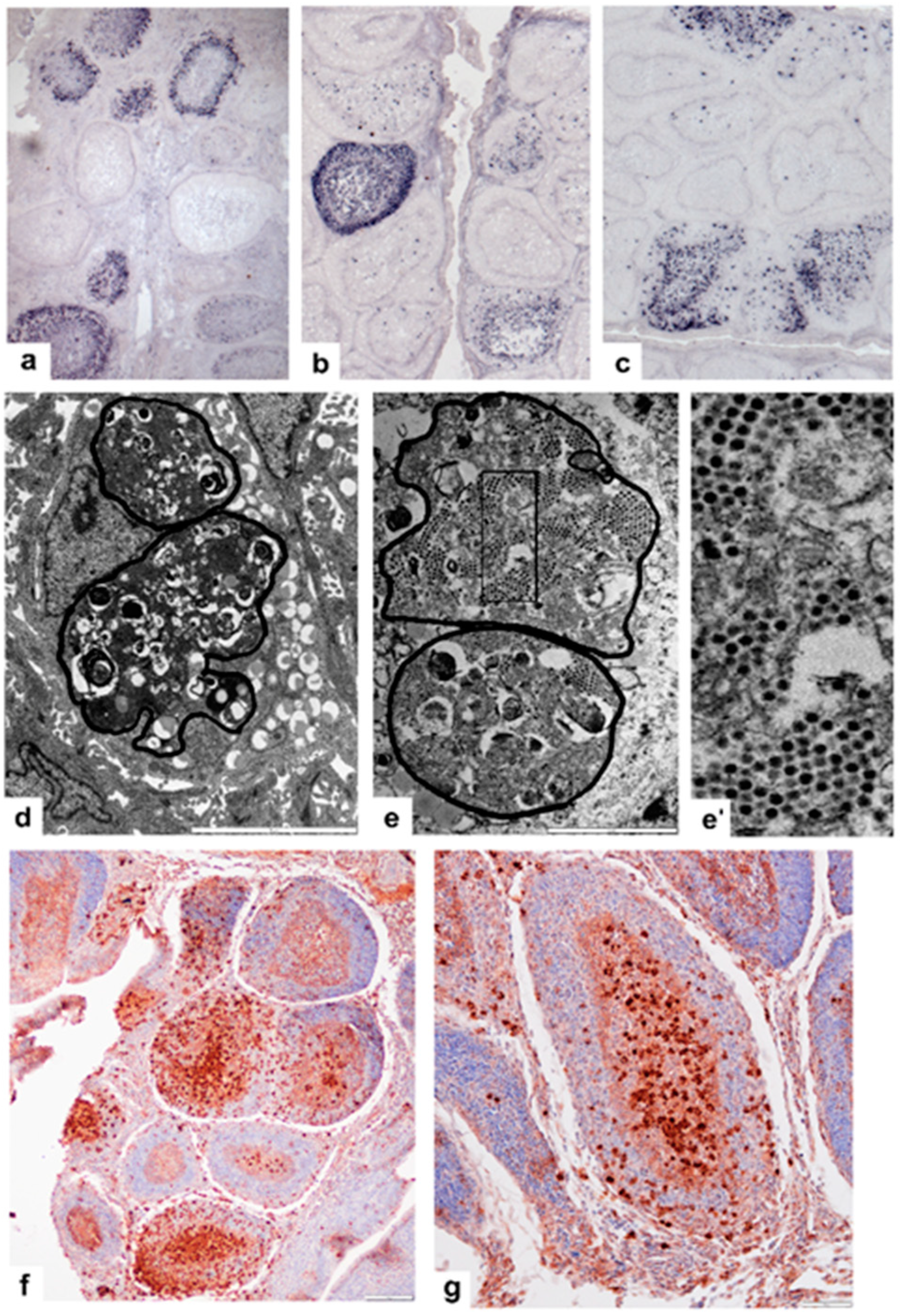 Viruses 14 01689 g003 Viruses 14 01689 g003