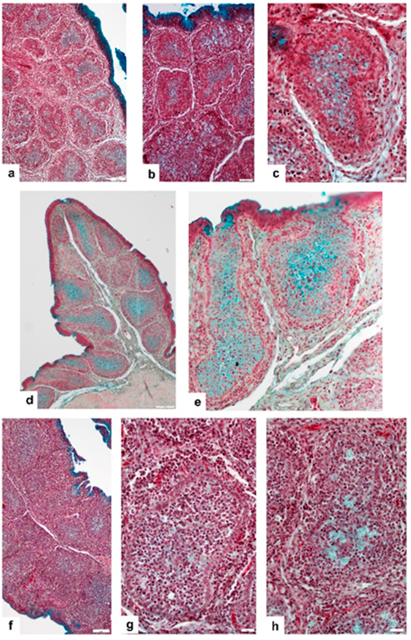 Viruses 14 01689 g004 Viruses 14 01689 g004