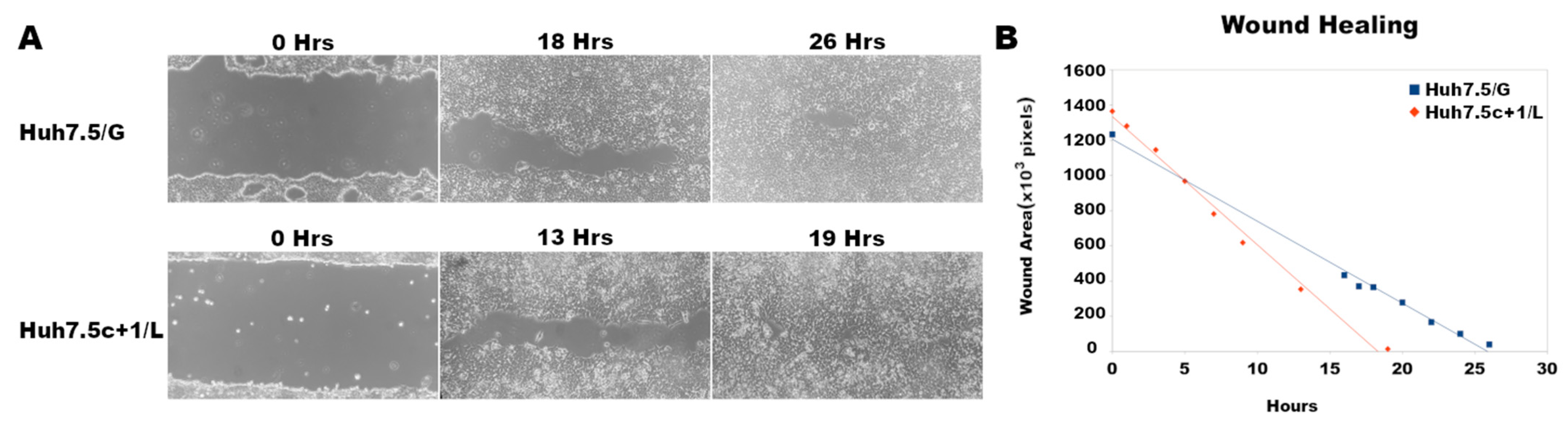 Viruses 14 01694 g005