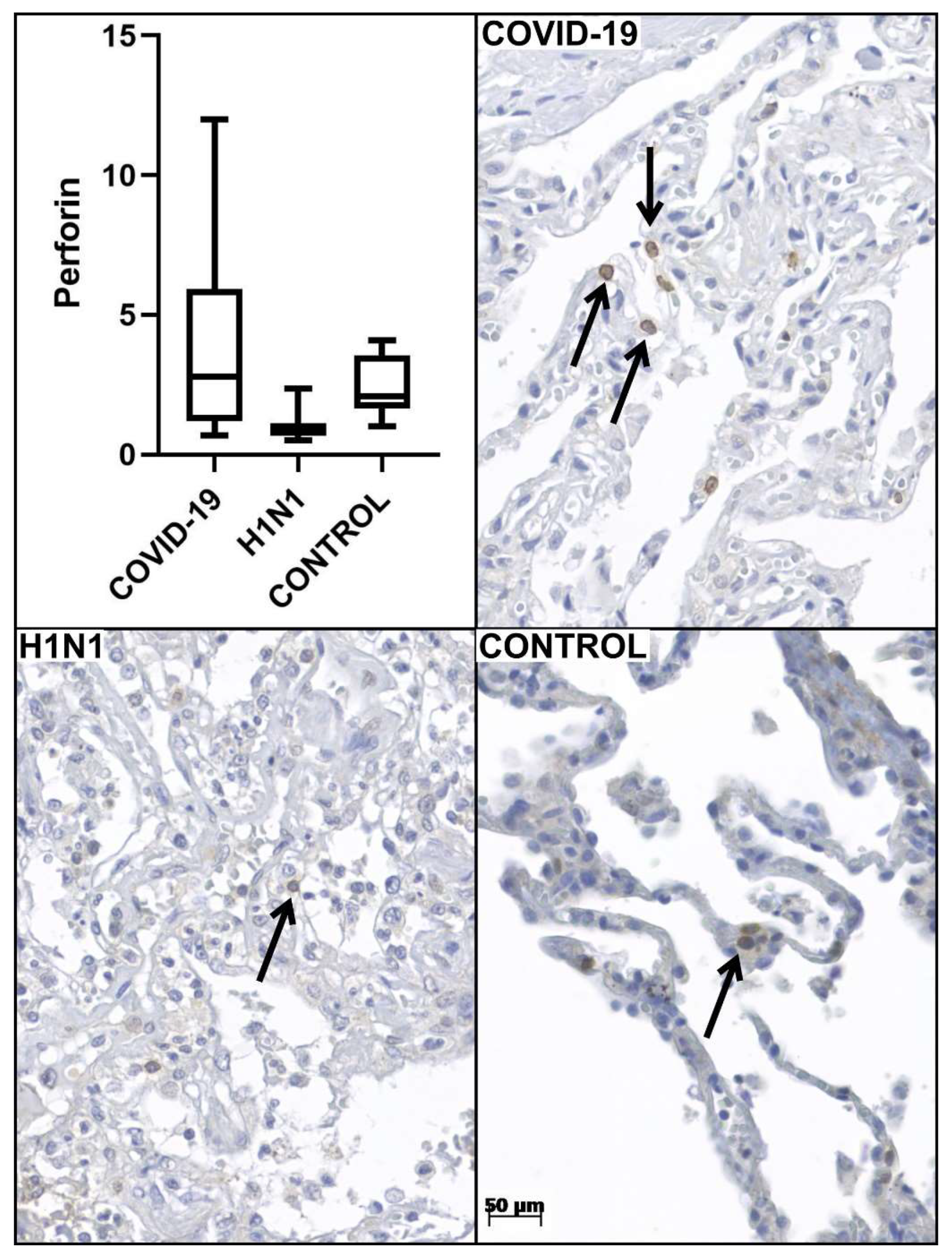 Viruses 14 01699 g001 Viruses 14 01699 g001