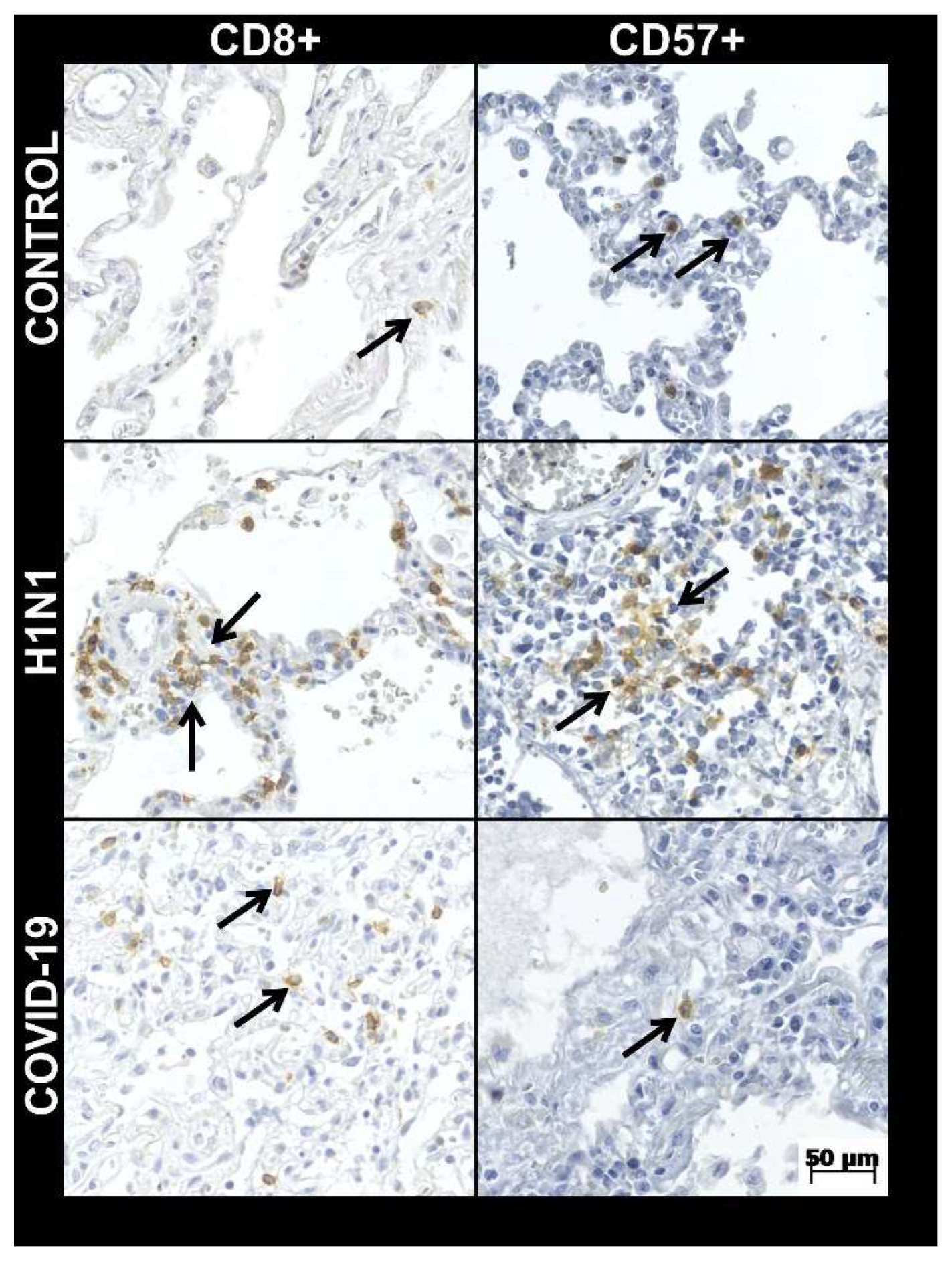 Viruses 14 01699 g002 Viruses 14 01699 g002
