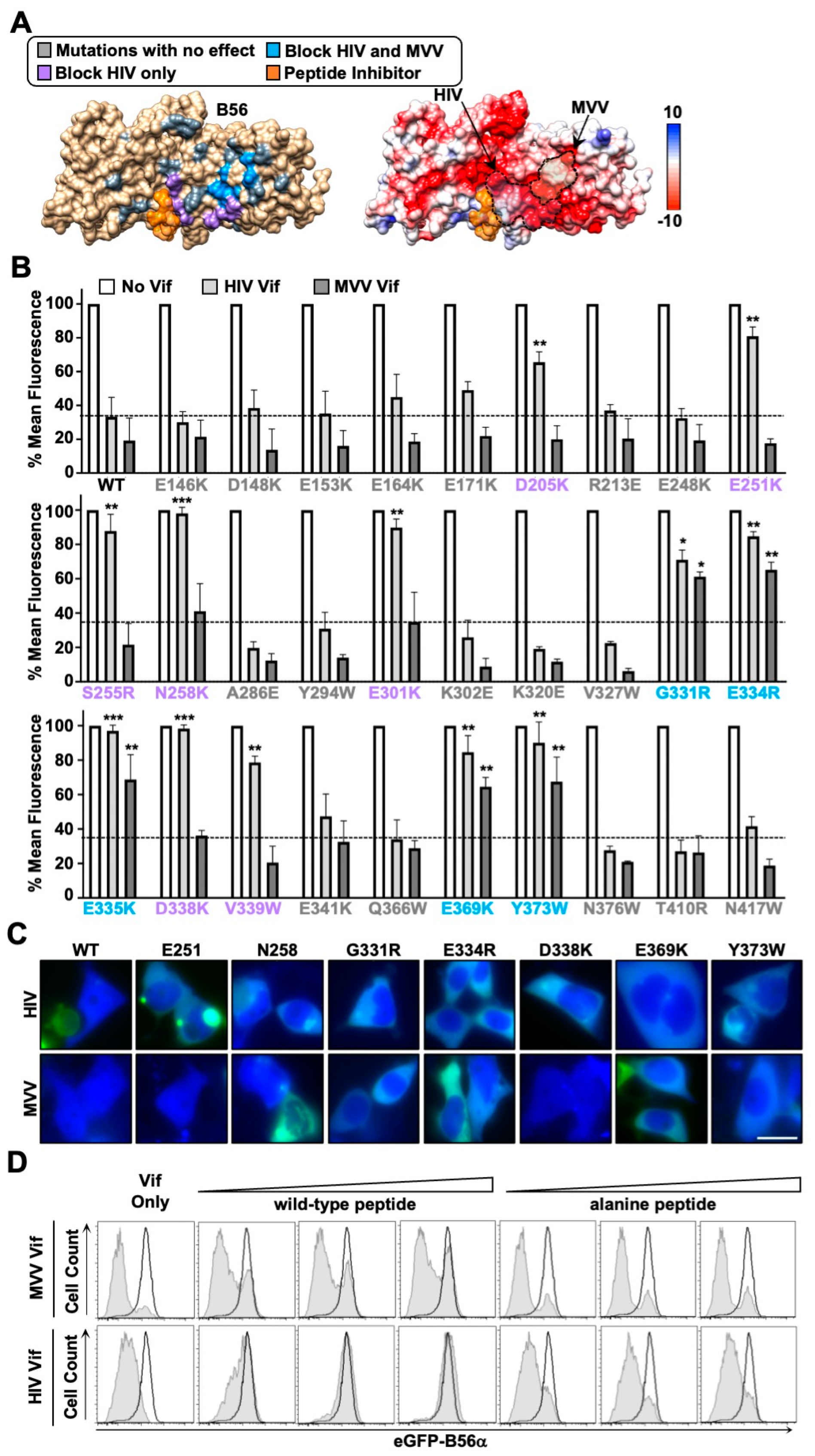 Viruses 14 01701 g003