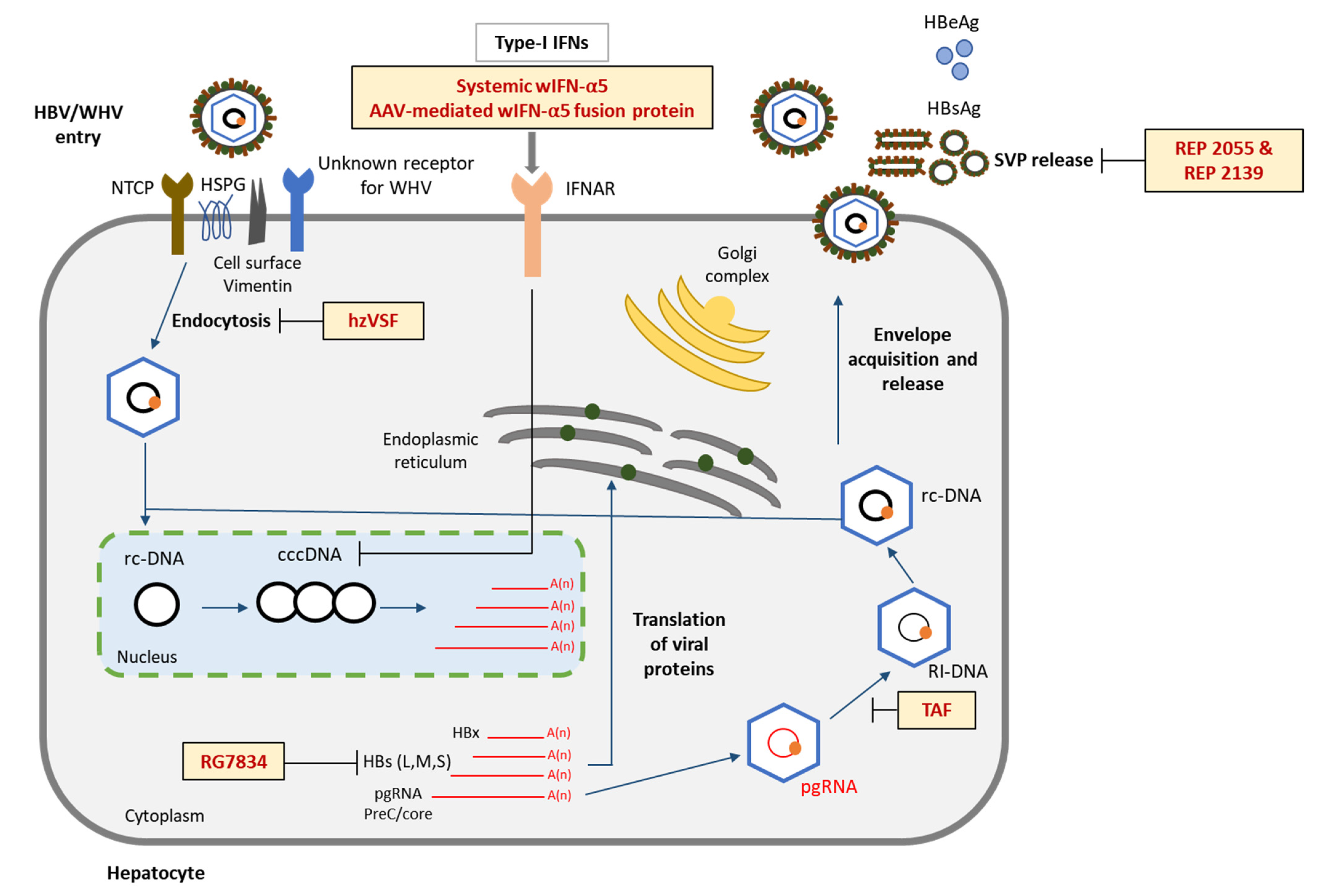 Viruses 14 01711 g002