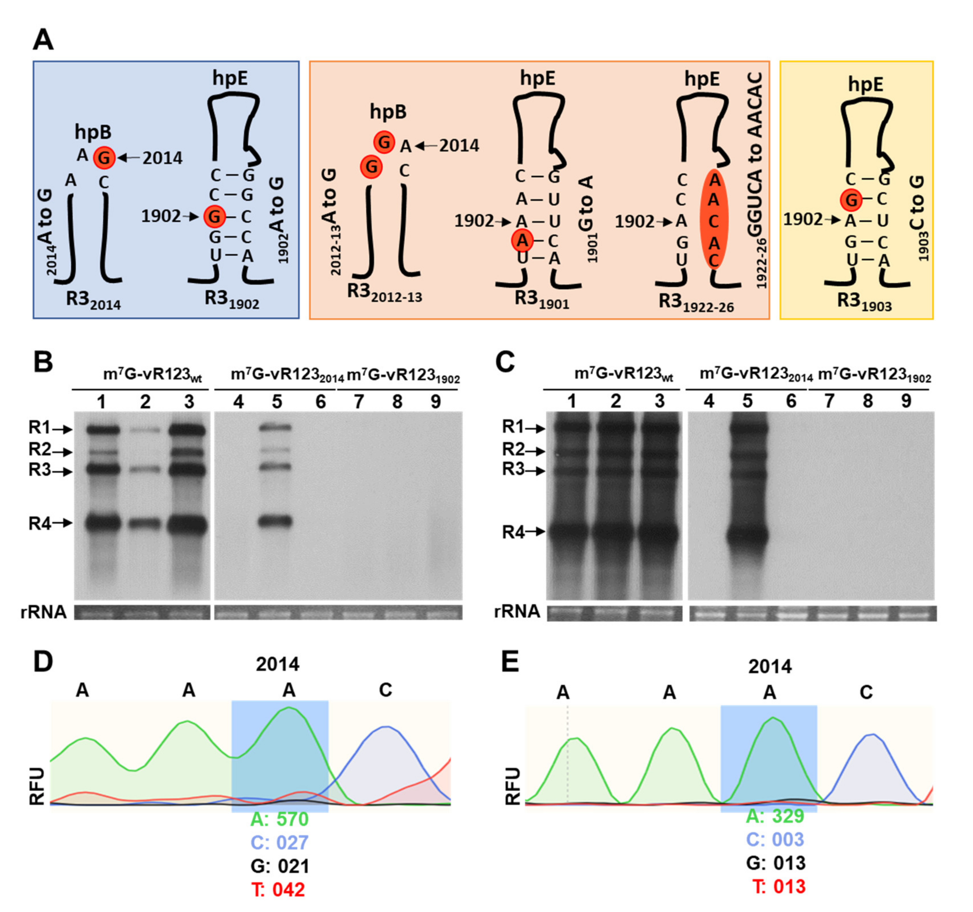 Viruses 14 01718 g001