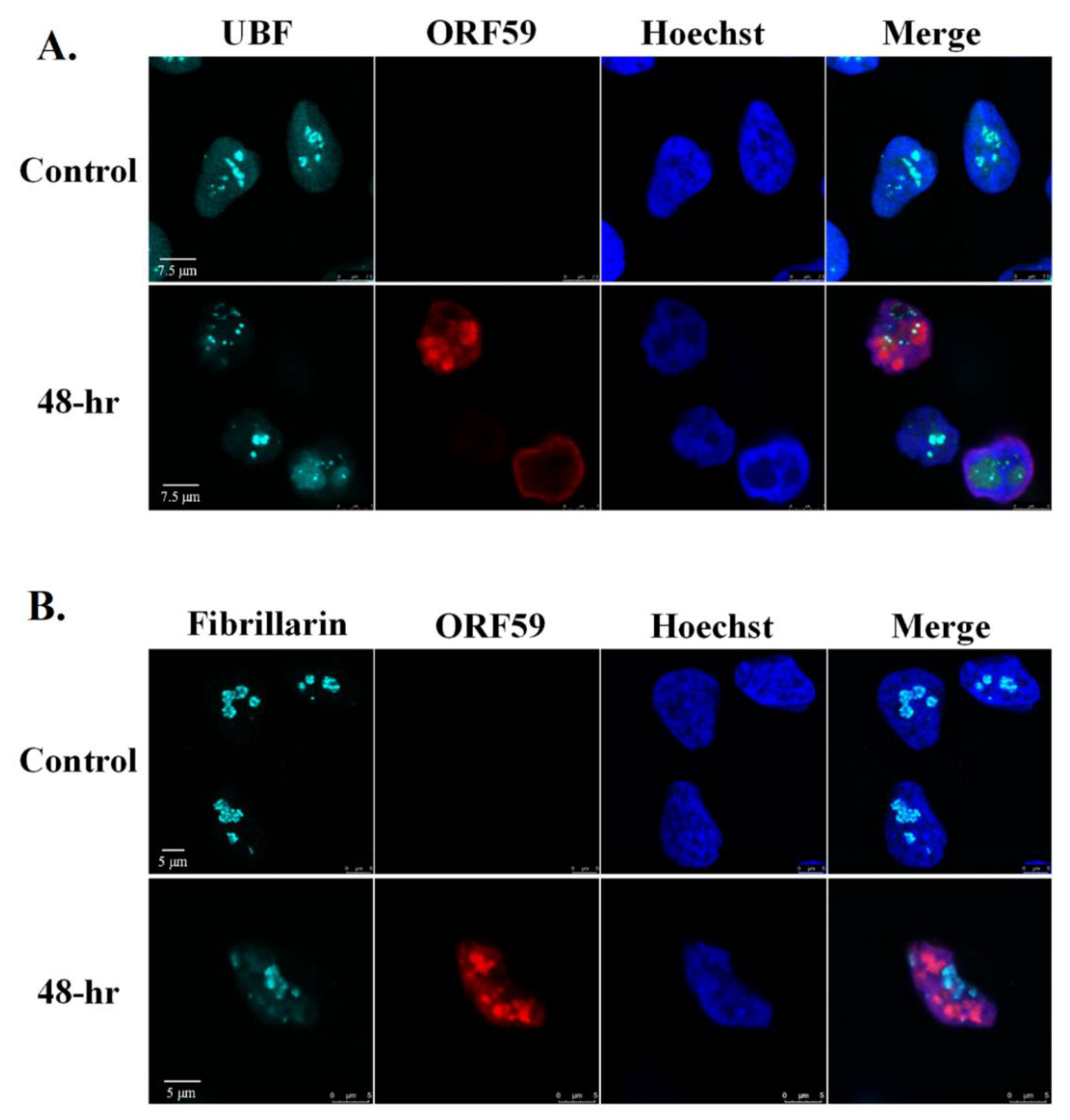 Viruses 14 01720 g004