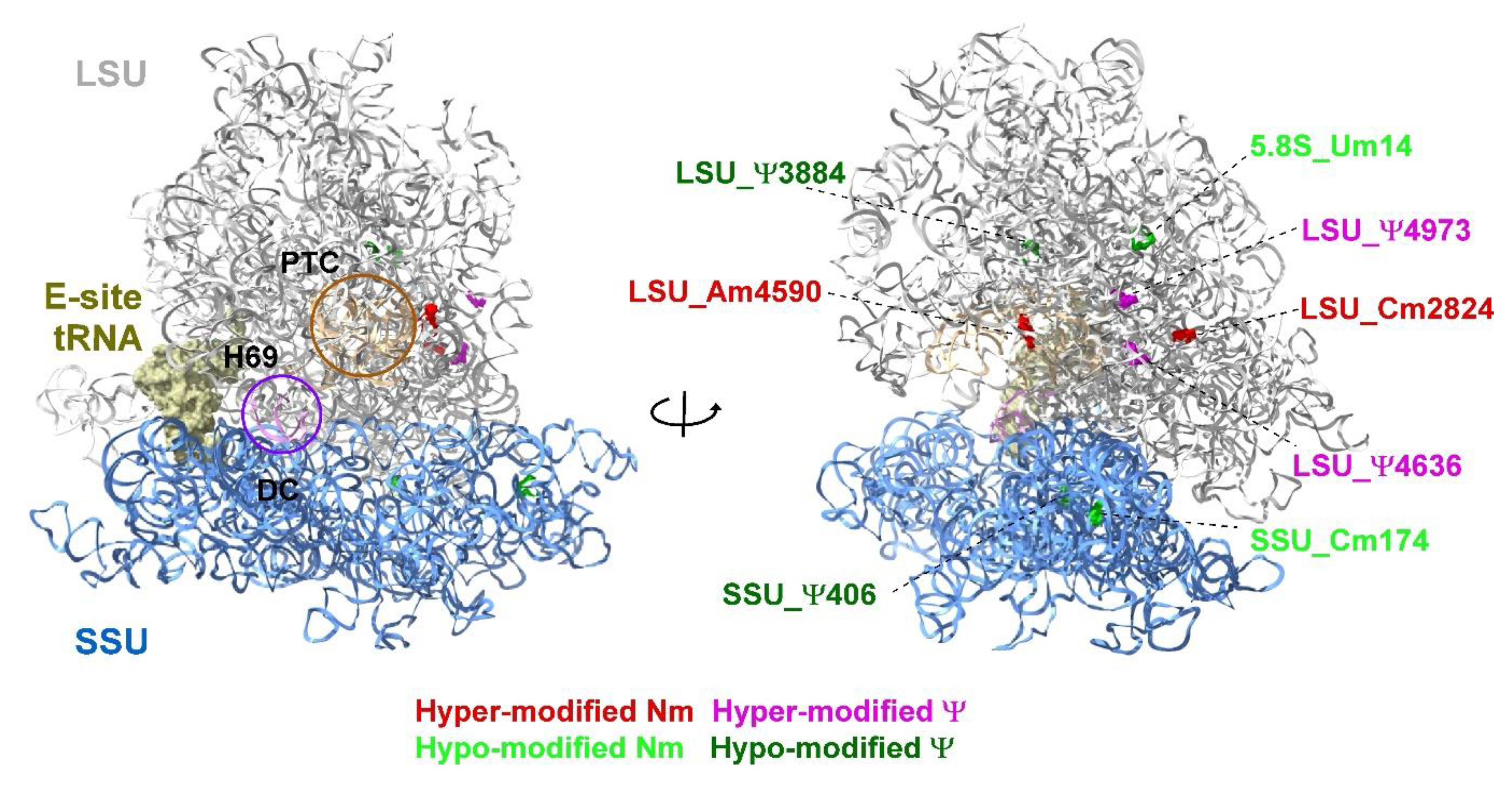 Viruses 14 01720 g009