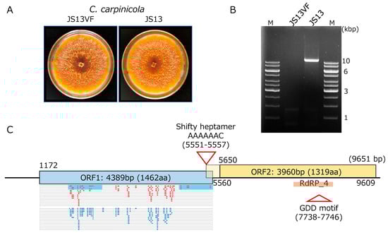 Viruses 14 01722 g001