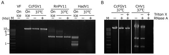 Viruses 14 01722 g003