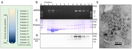 Viruses 14 01722 g004