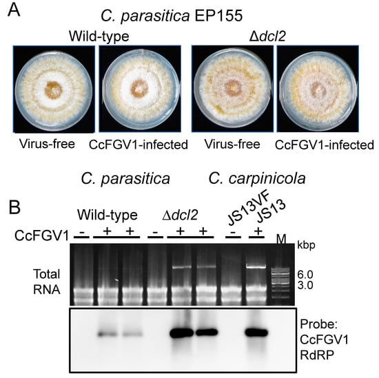 Viruses 14 01722 g005