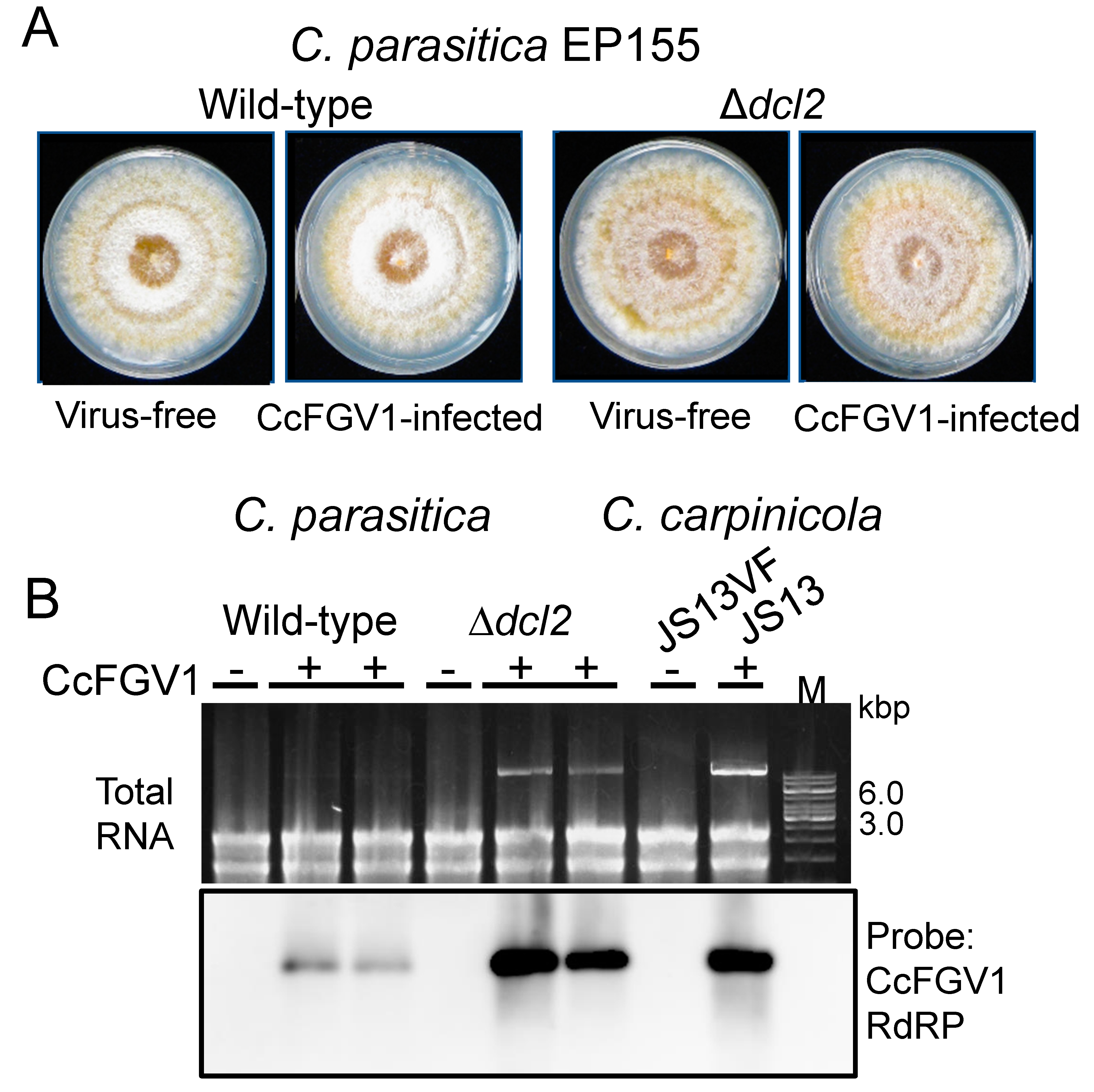 Viruses 14 01722 g005