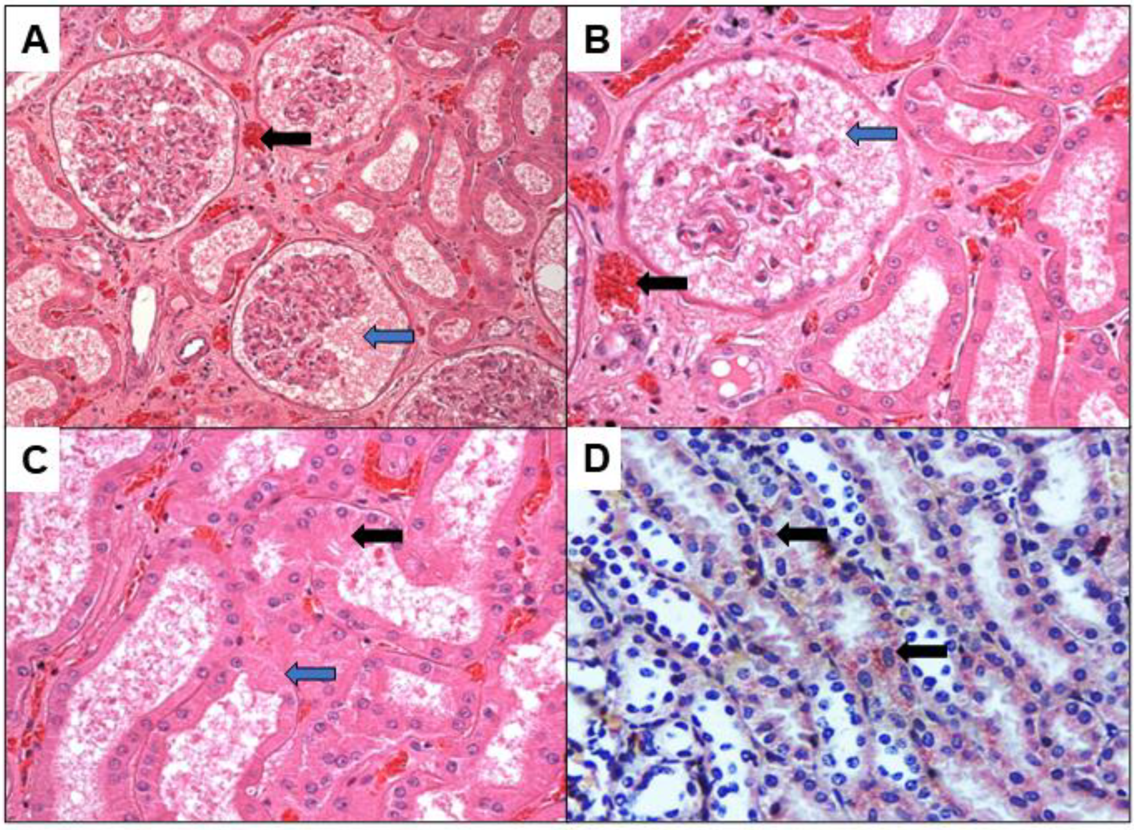Viruses 14 01725 g001