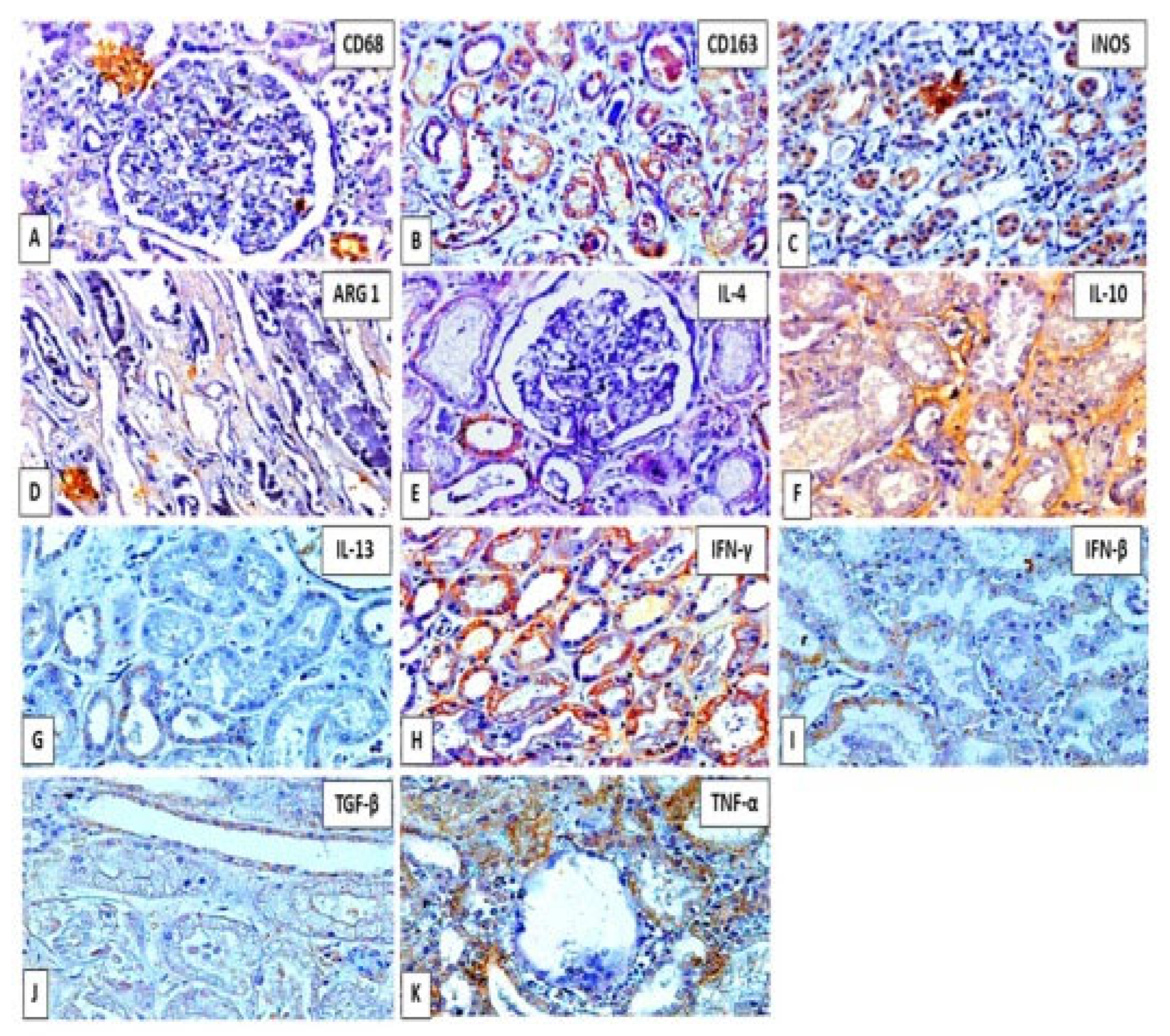 Viruses 14 01725 g003