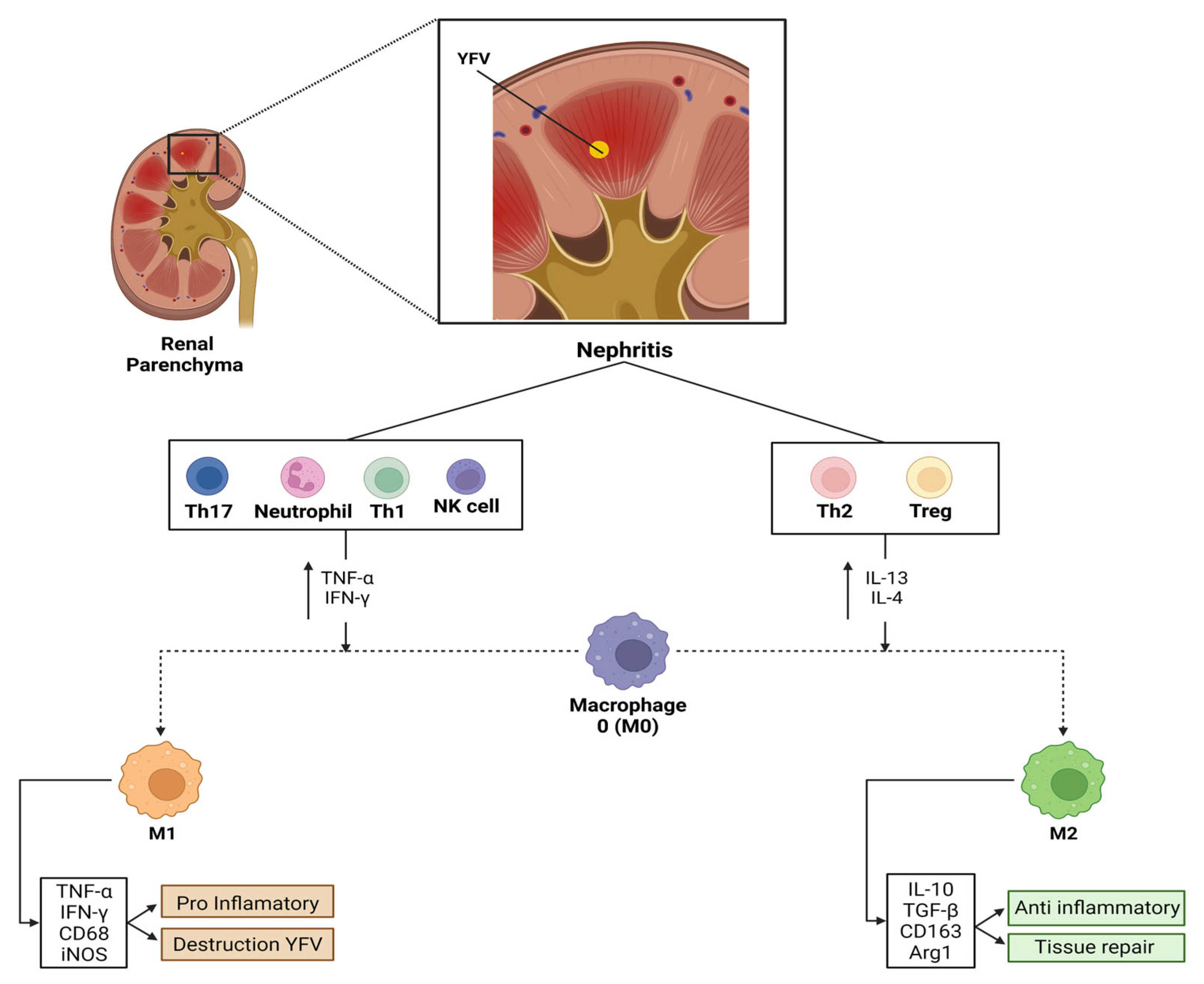 Viruses 14 01725 g004