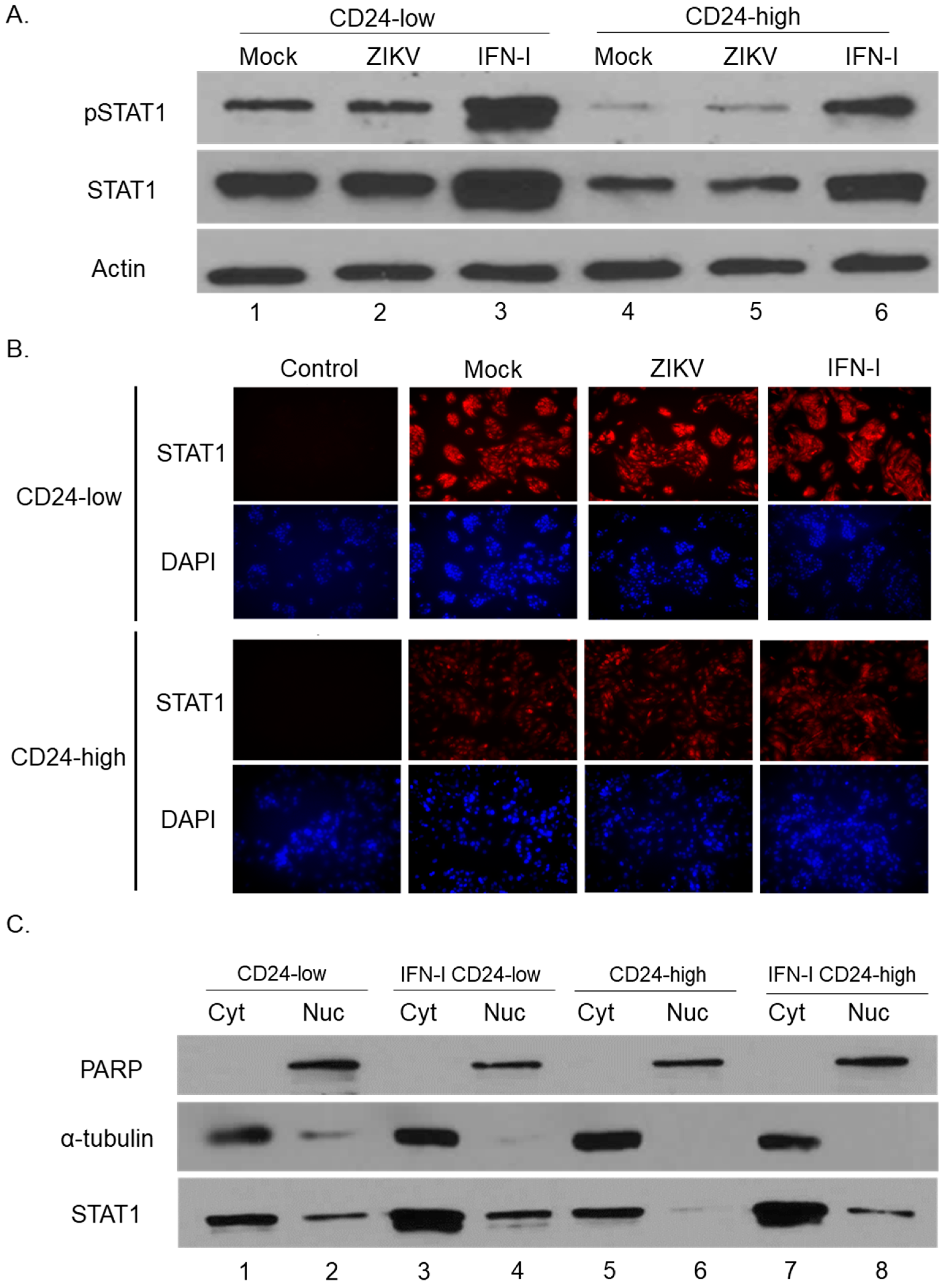 Viruses 14 01735 g002