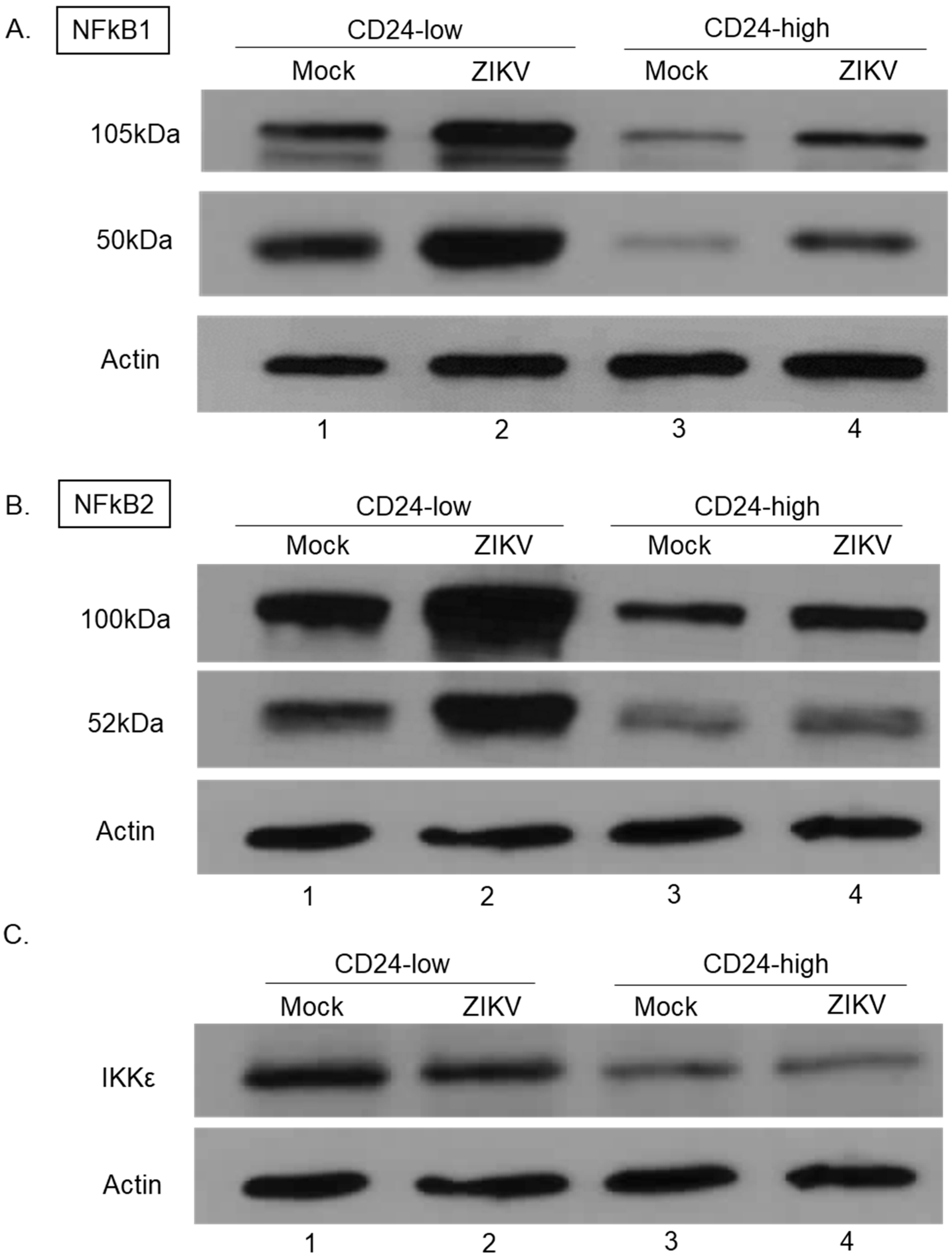 Viruses 14 01735 g006