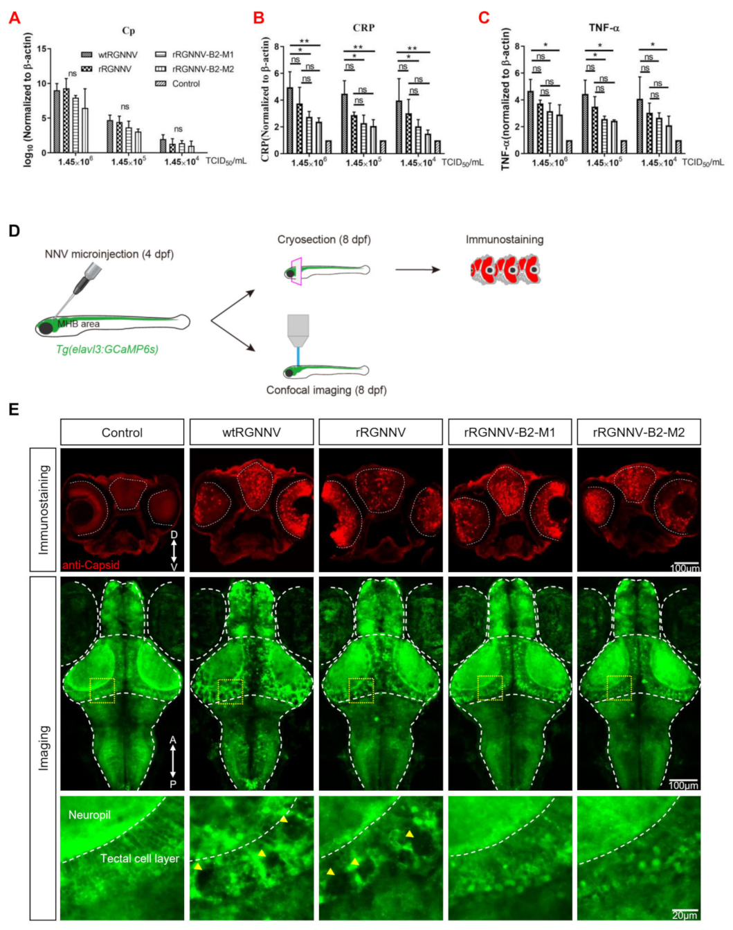 Viruses 14 01737 g004