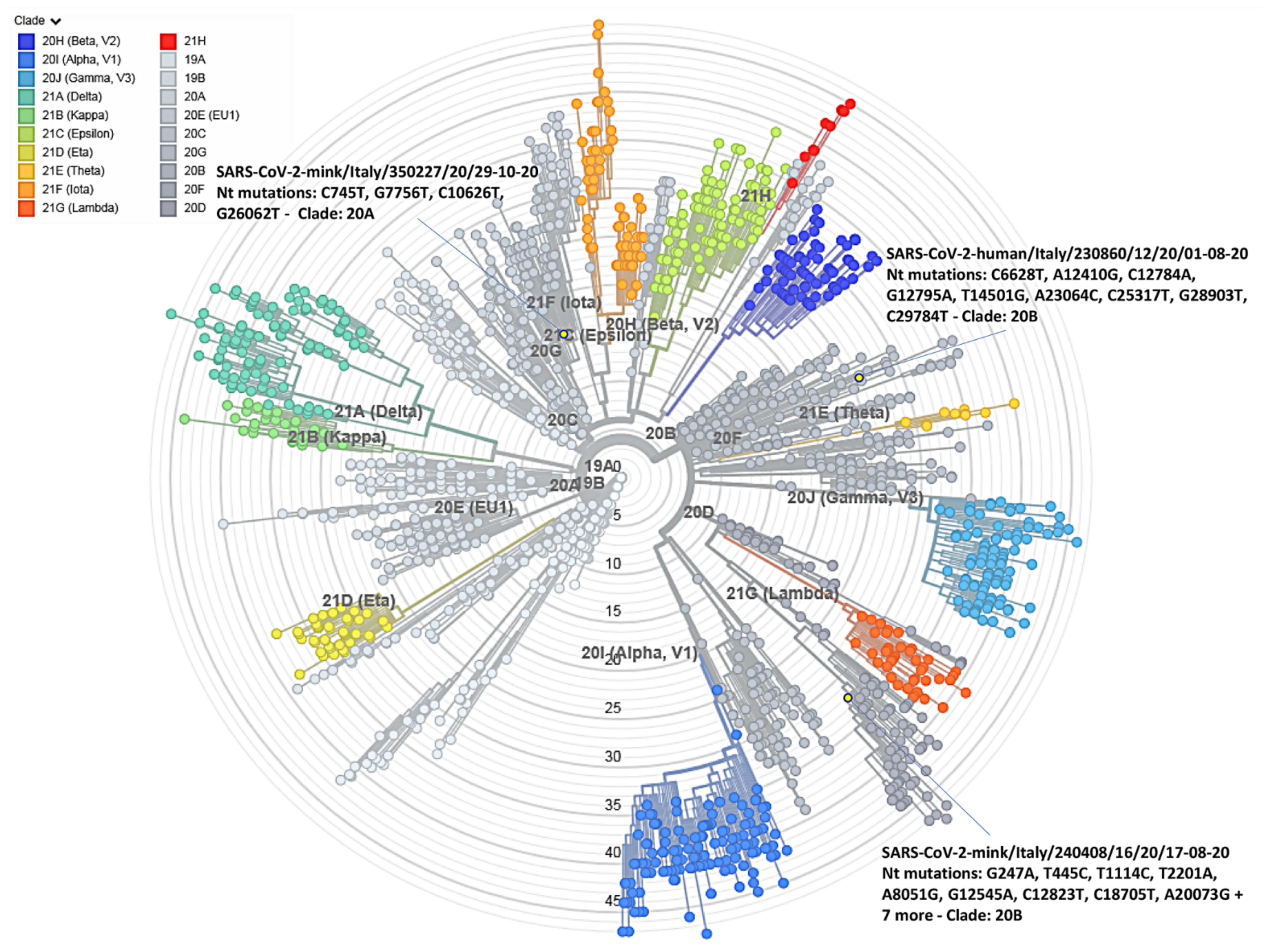 Viruses 14 01738 g004