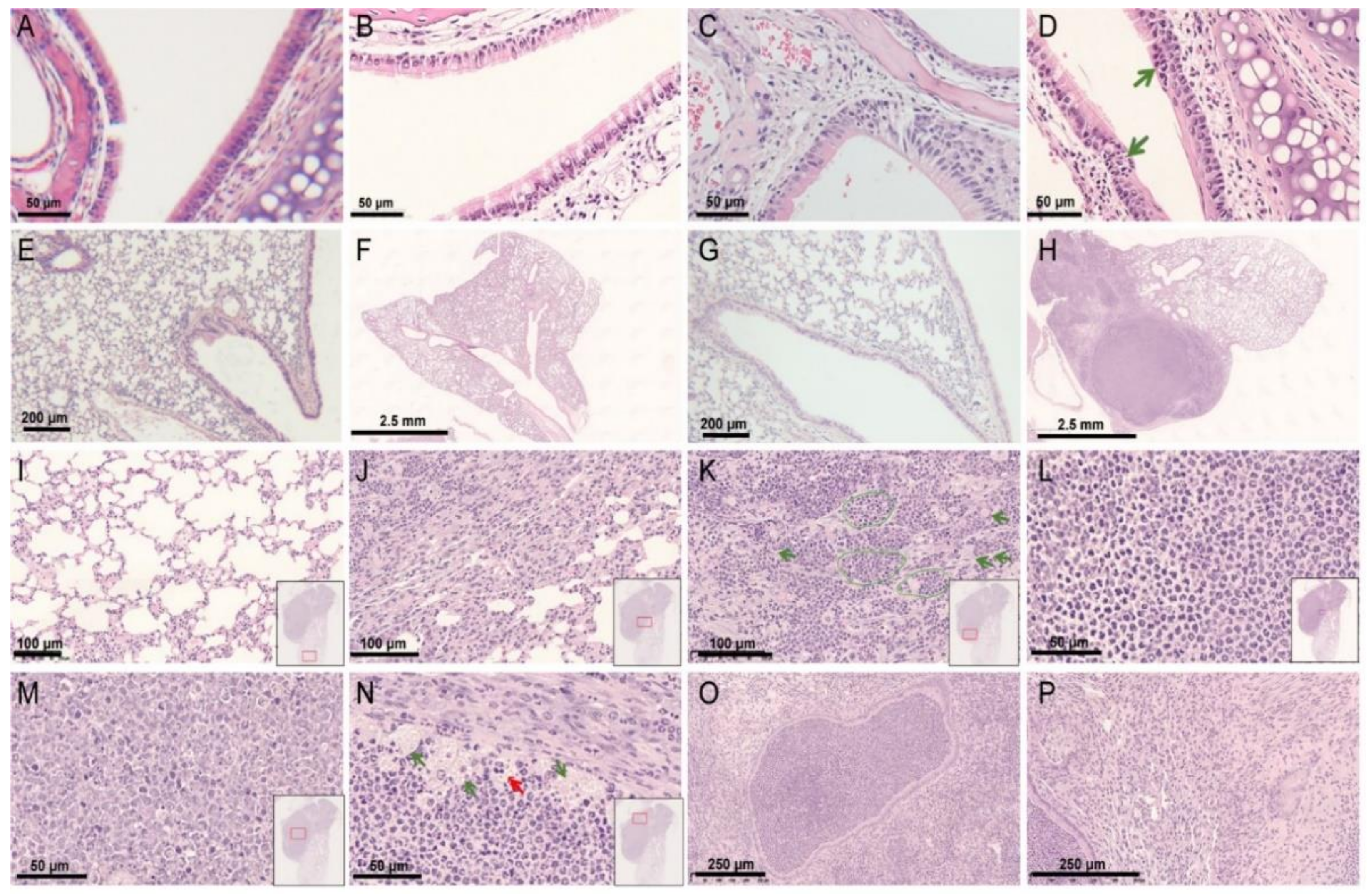 Viruses 14 01740 g003