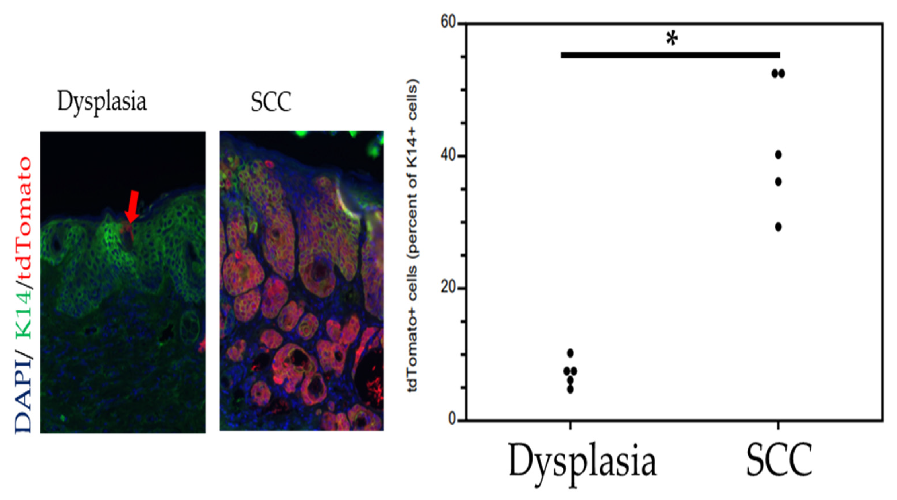 Viruses 14 01751 g003