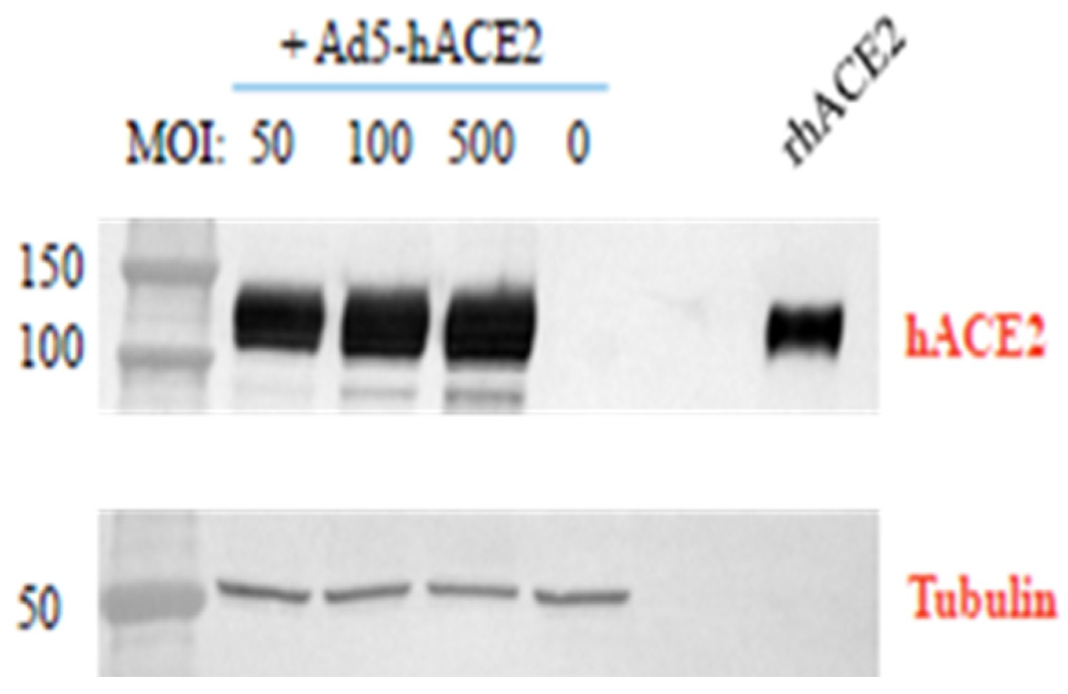 Viruses 14 01769 g001