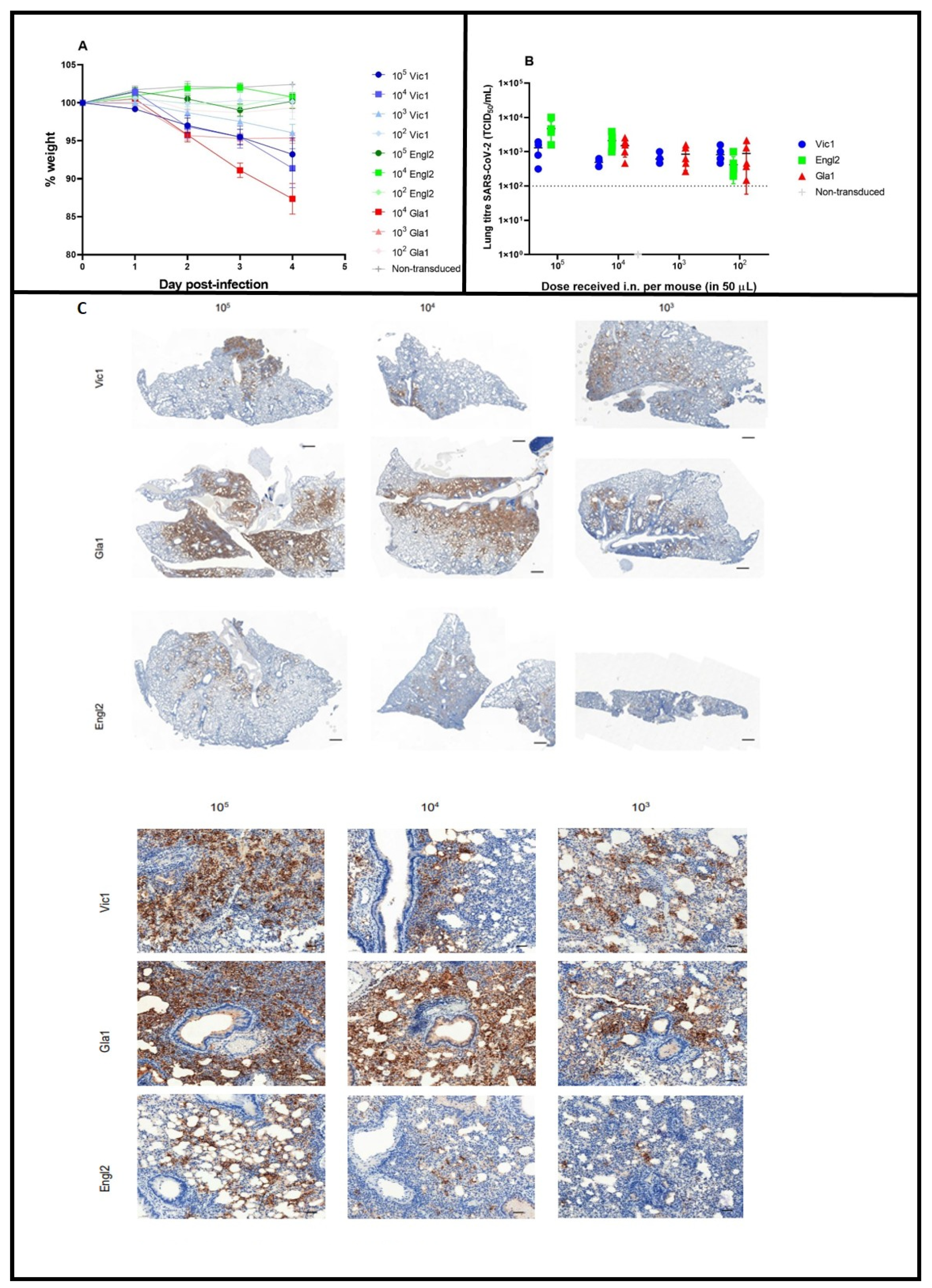 Viruses 14 01769 g002