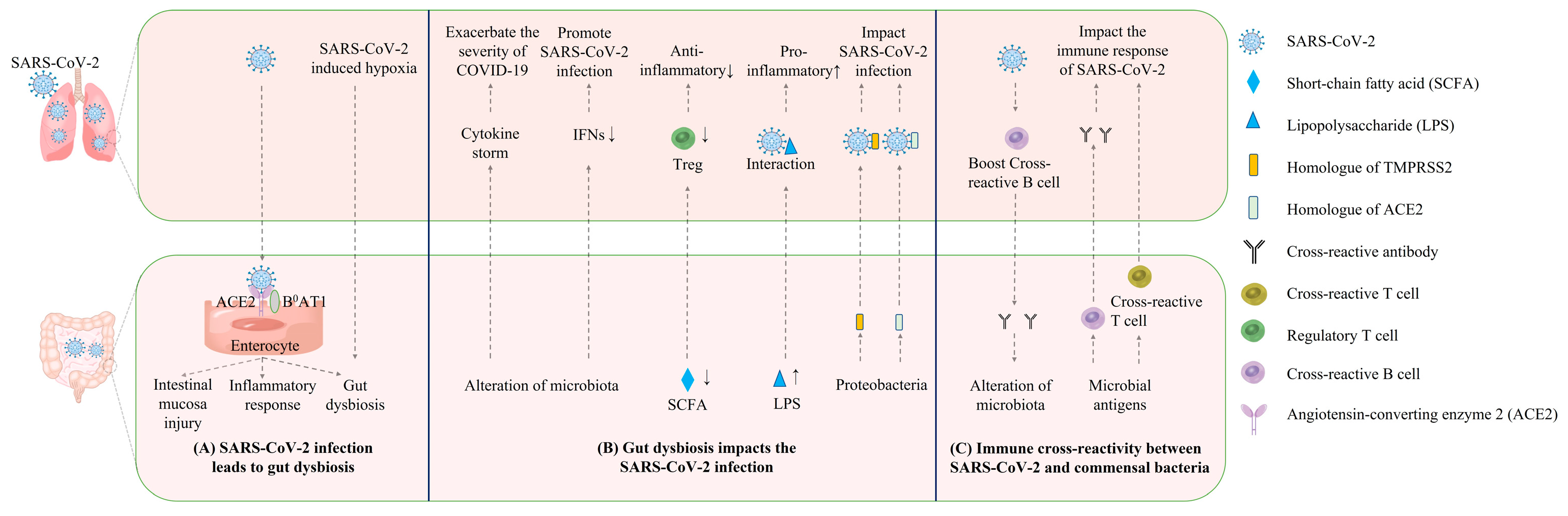 Viruses 14 01774 g001 Viruses 14 01774 g001