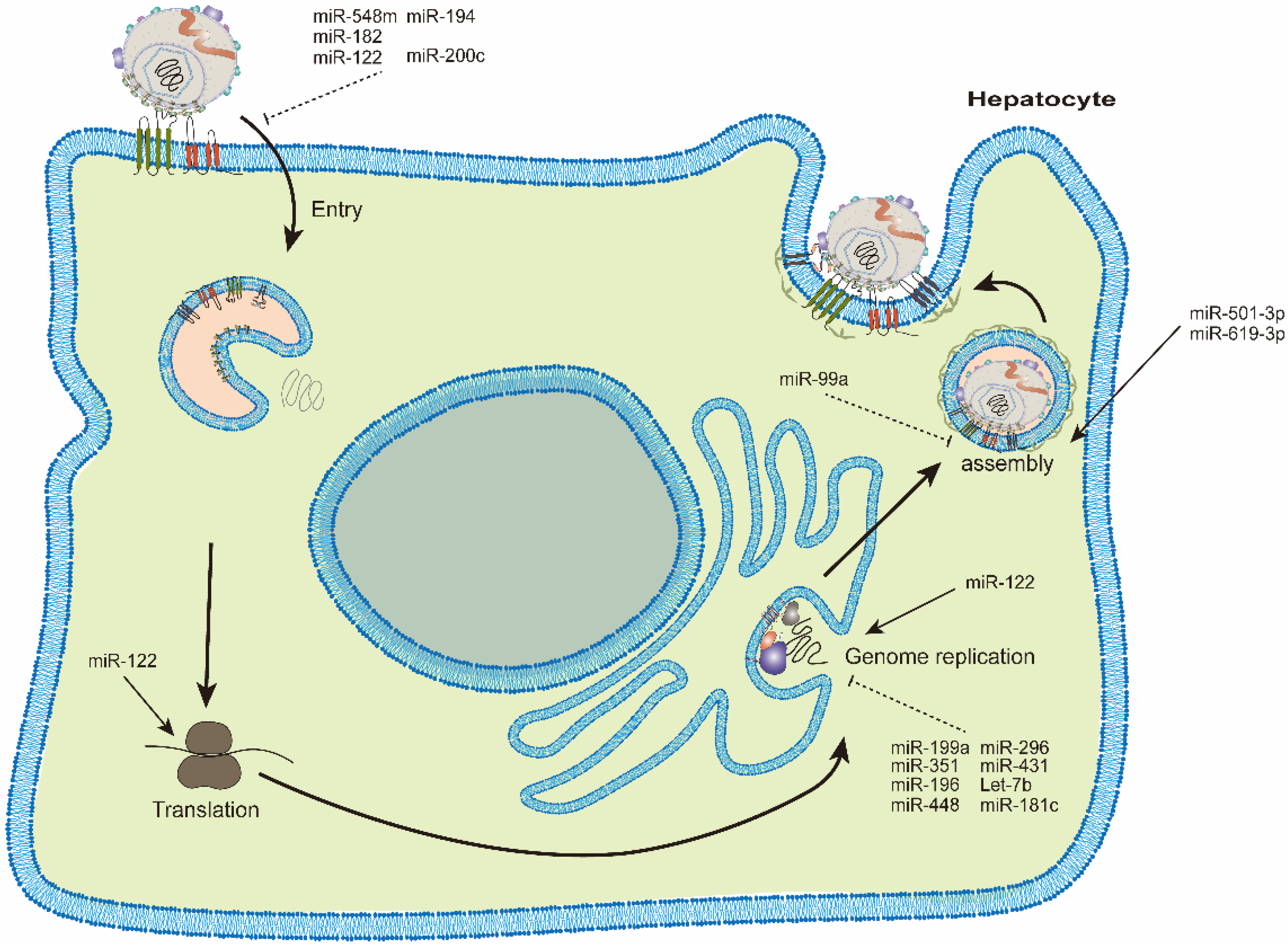 Viruses 14 01776 g001