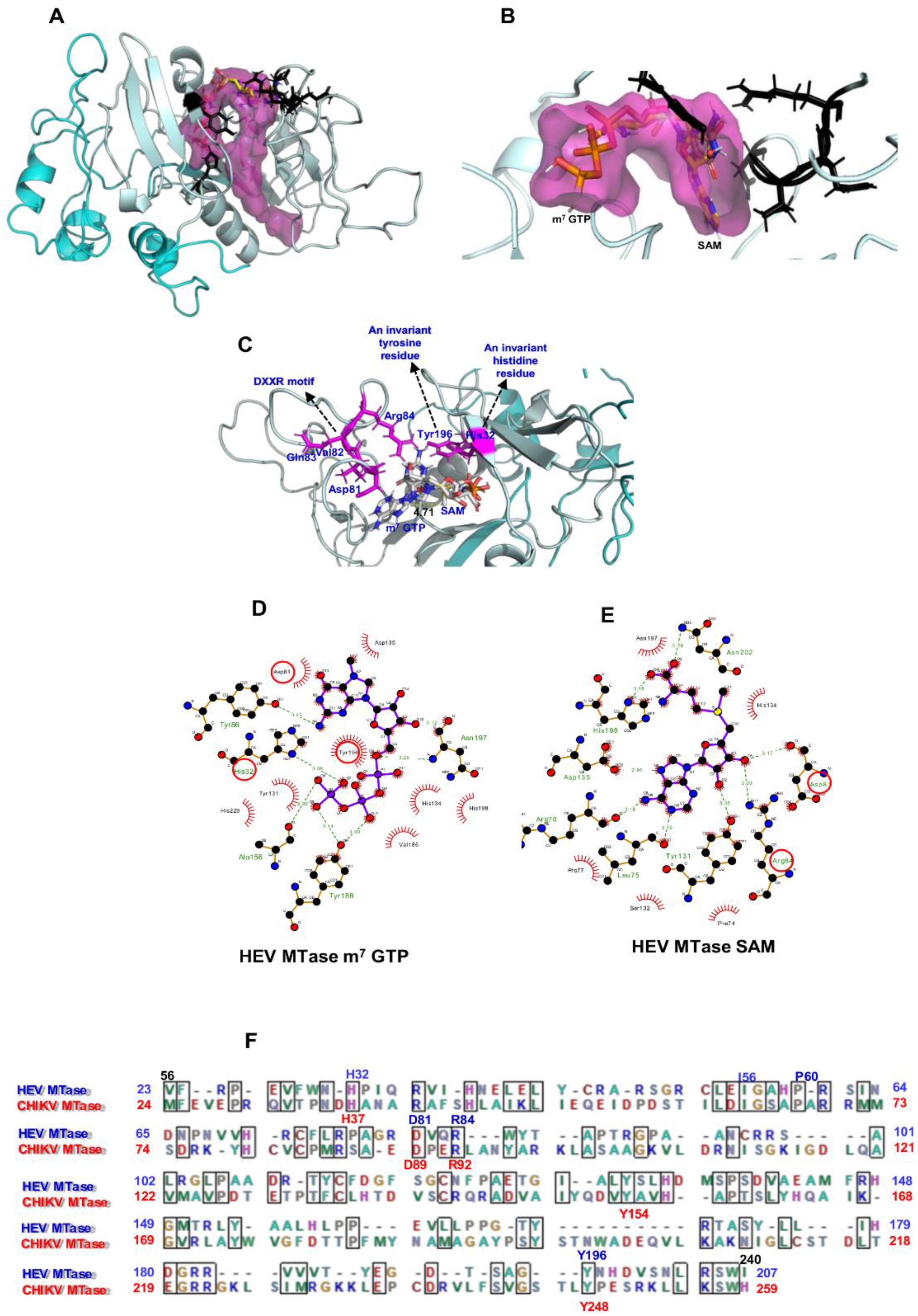 Viruses 14 01778 g002