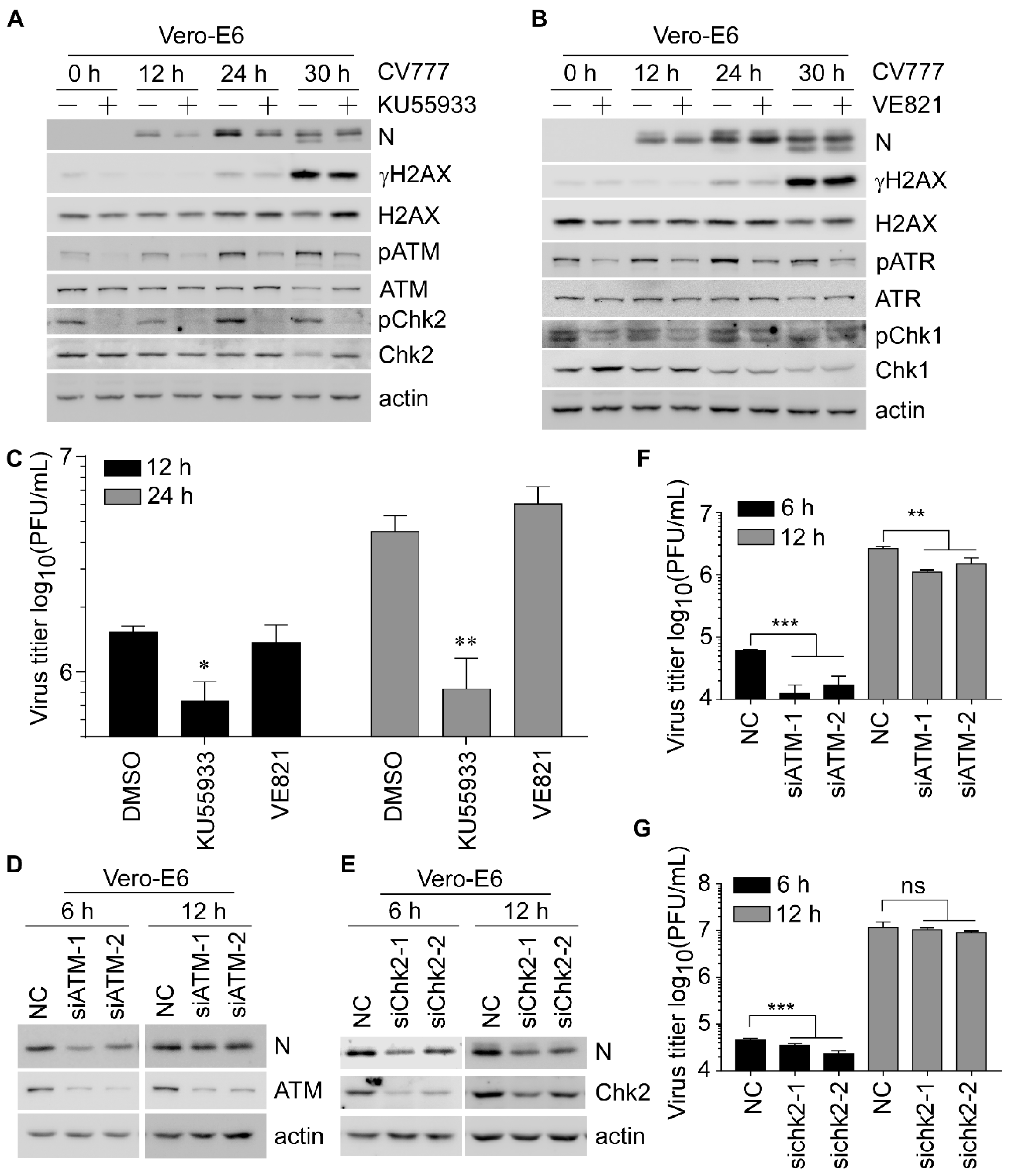 Viruses 14 01782 g002