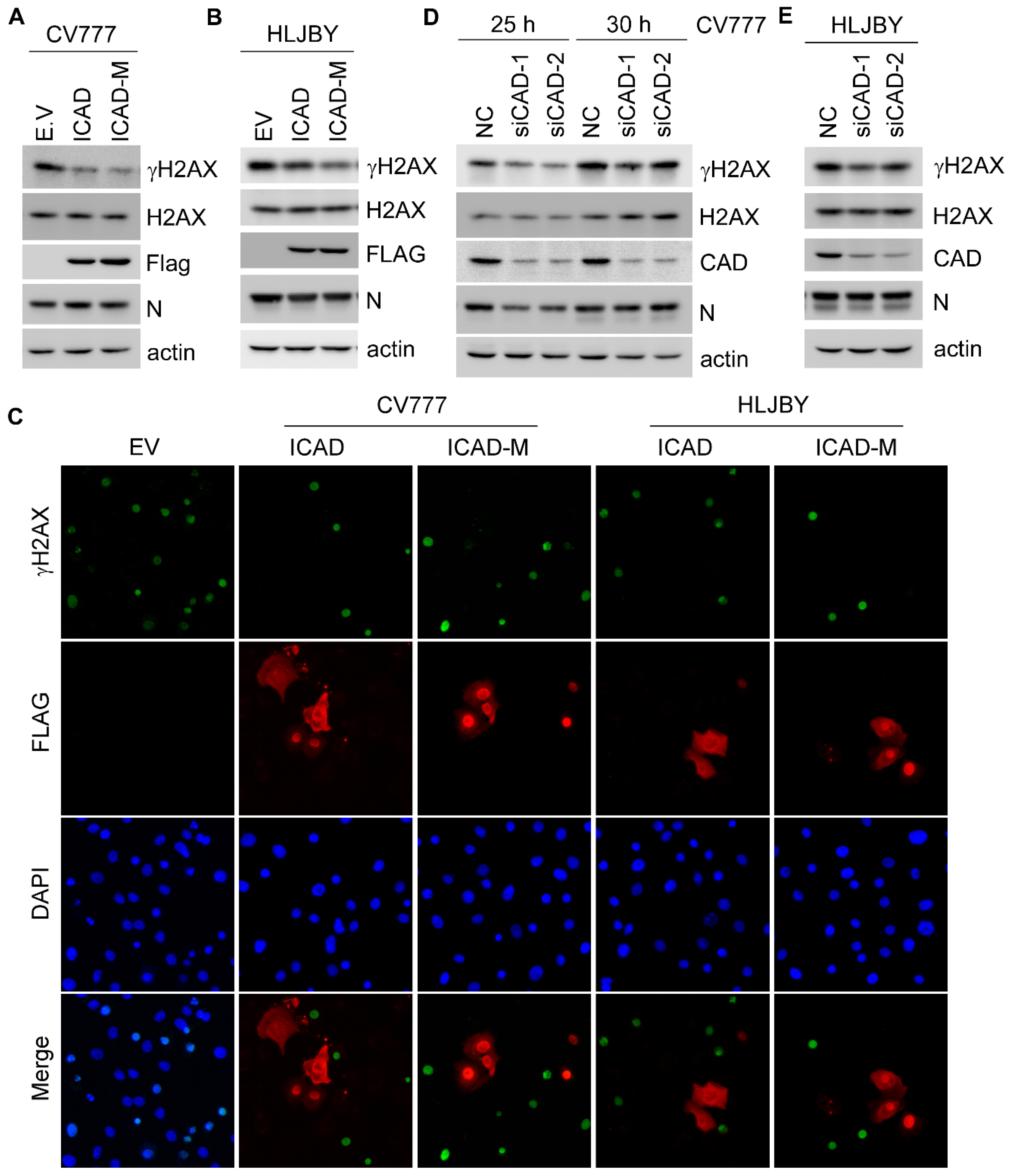 Viruses 14 01782 g006