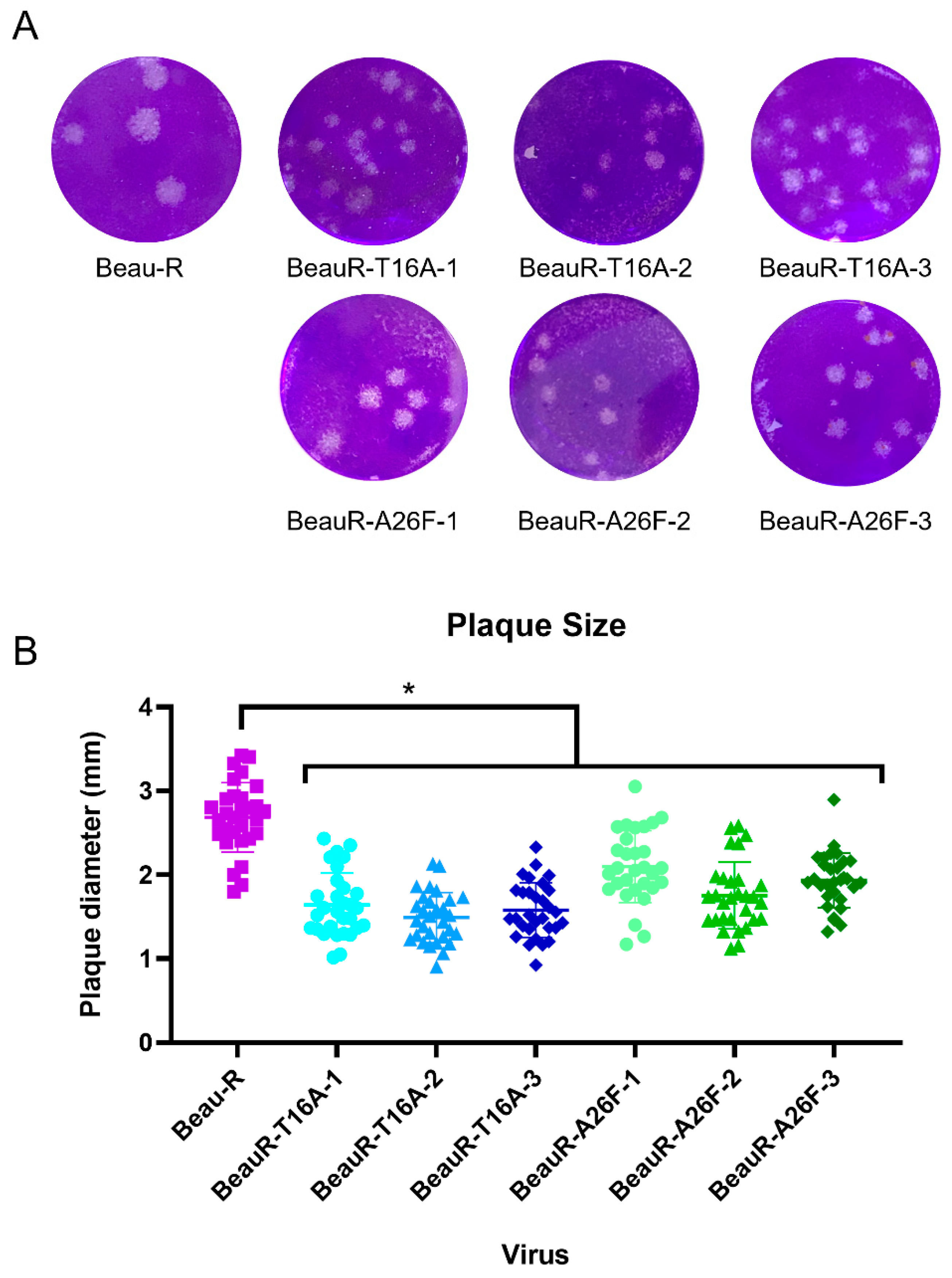 Viruses 14 01784 g003