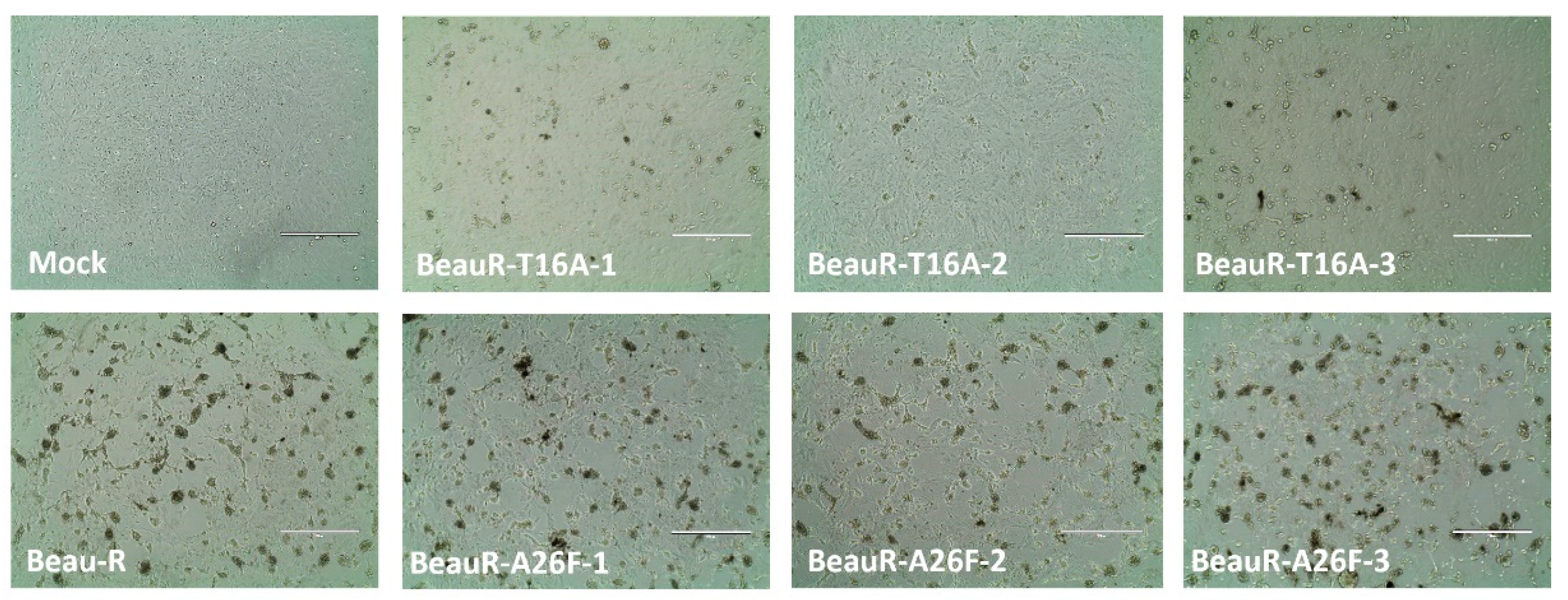 Viruses 14 01784 g008